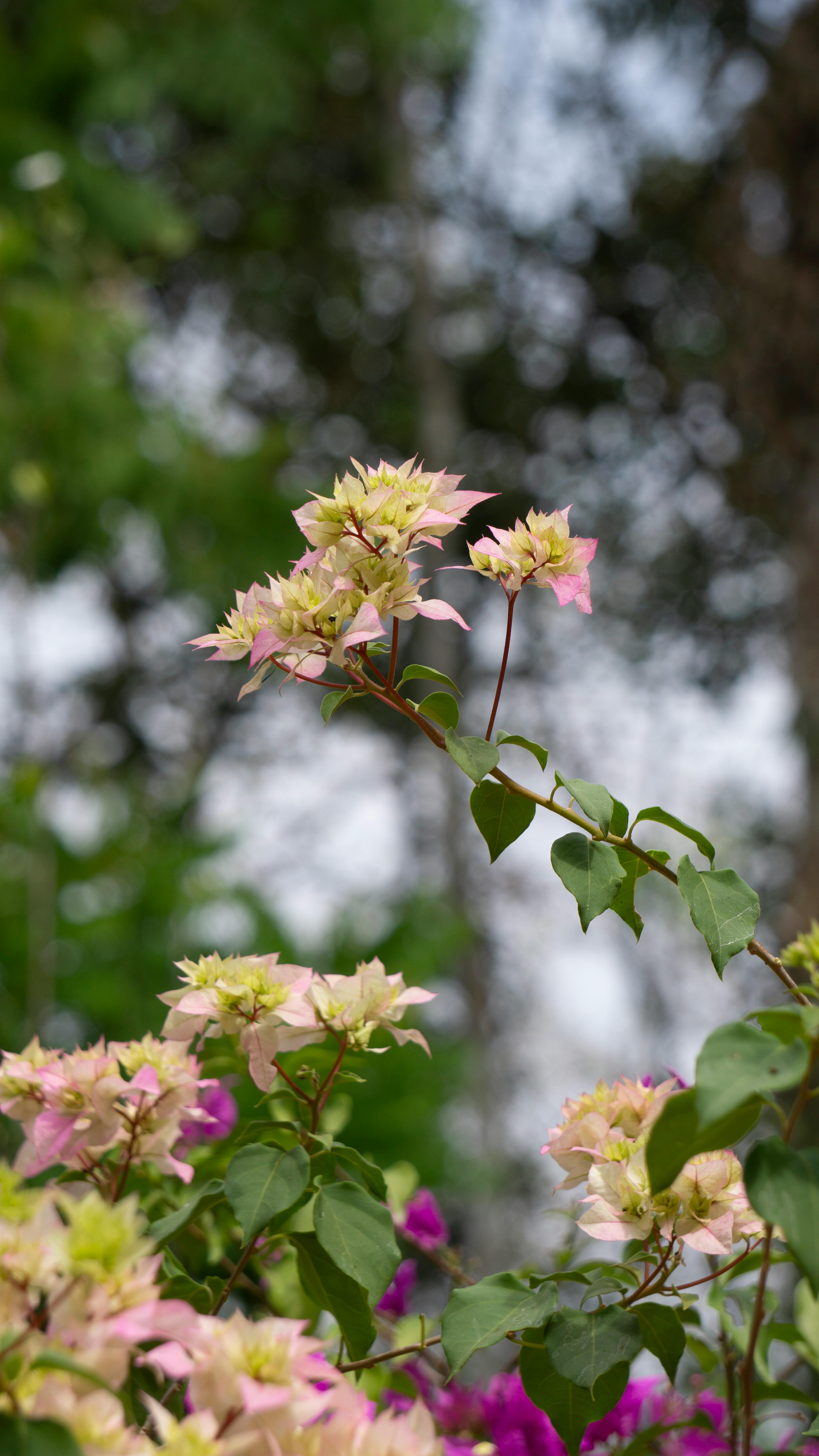 Pale Pink Bougainvillea Blooms