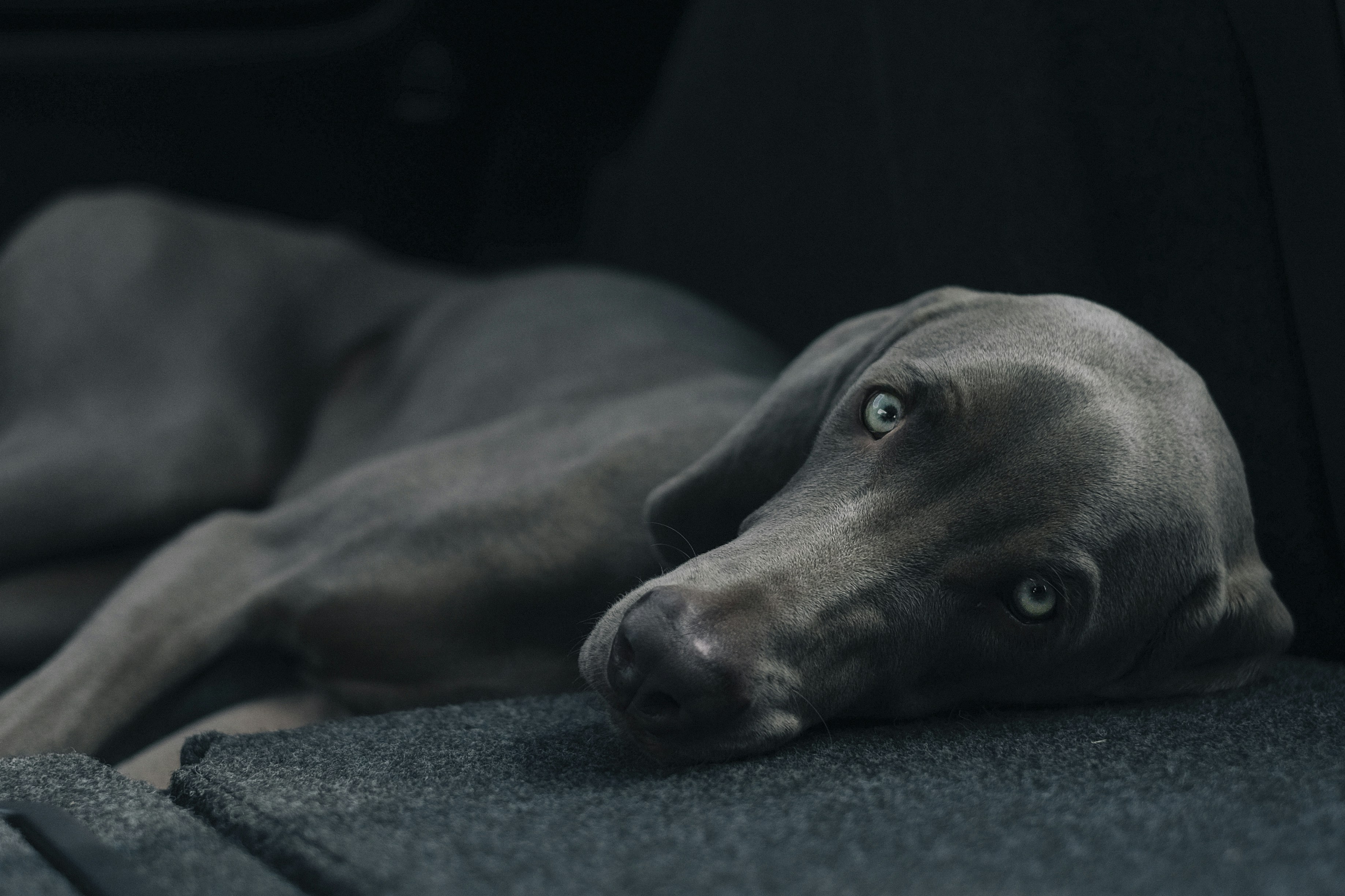 Weimaraner Dog Resting In Car