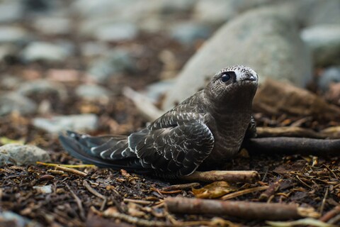Striped Brown Bird Resting On Ground