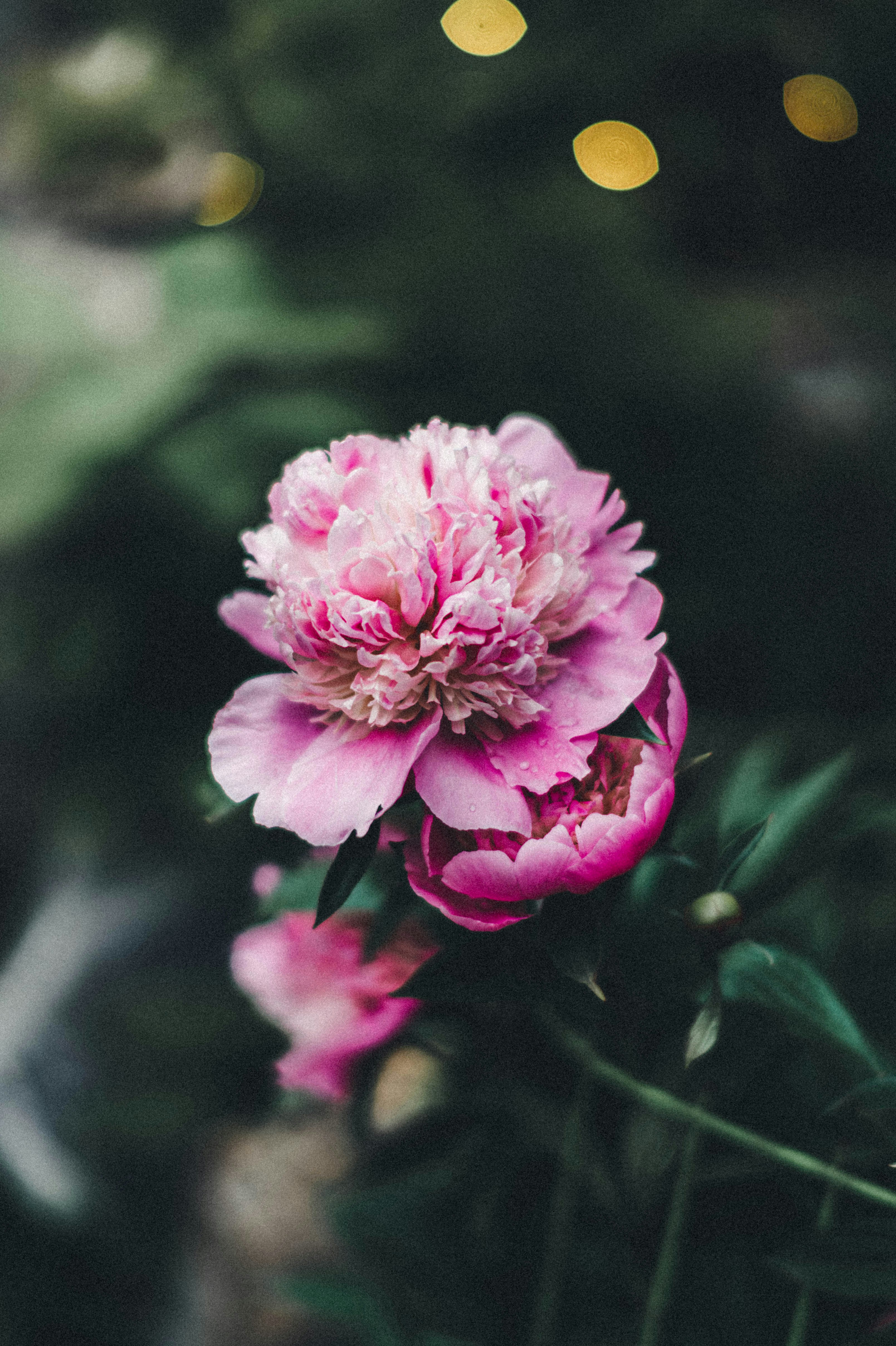 Blooming Pink Peony