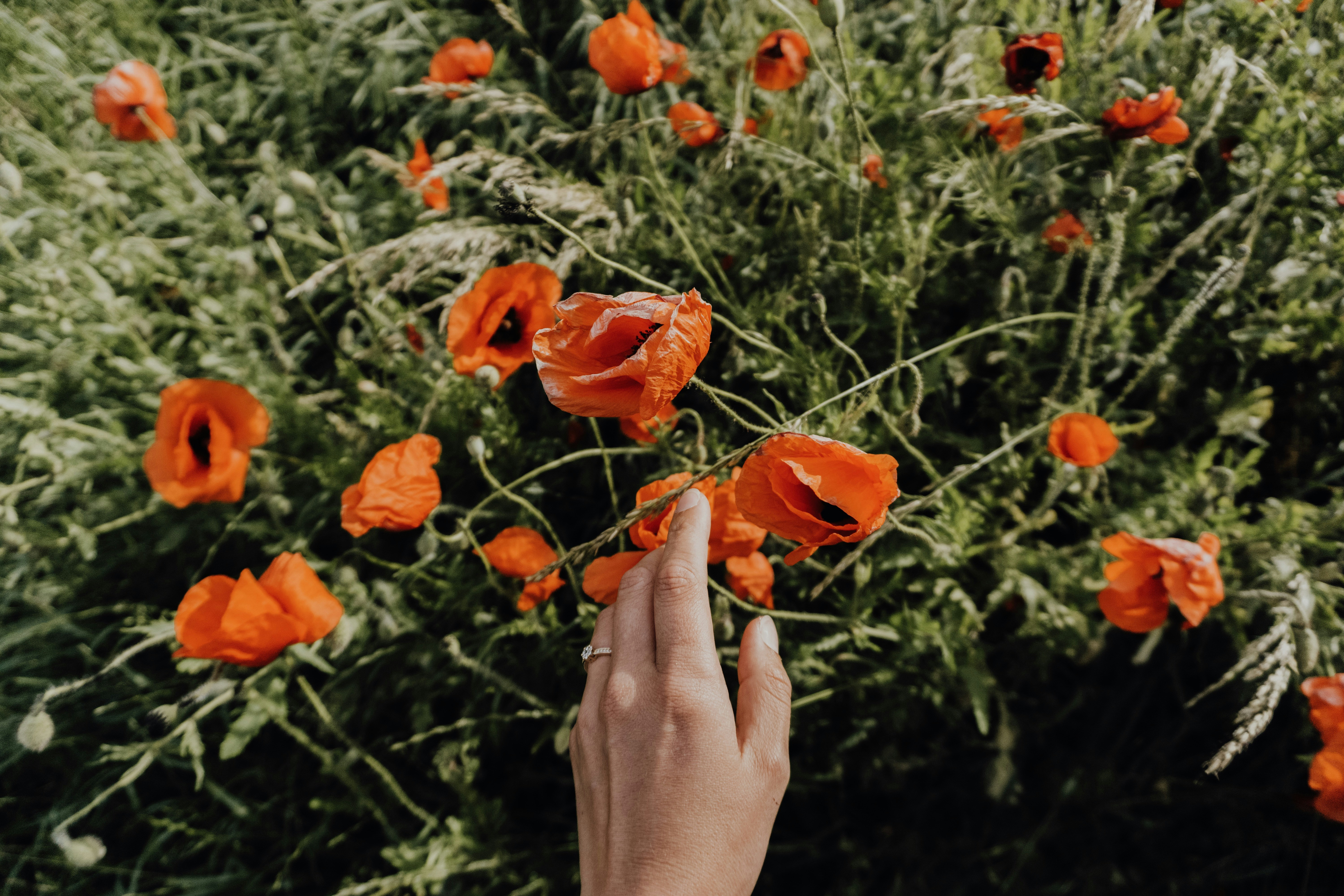 Hand Touching Red Poppies in Wild Field
