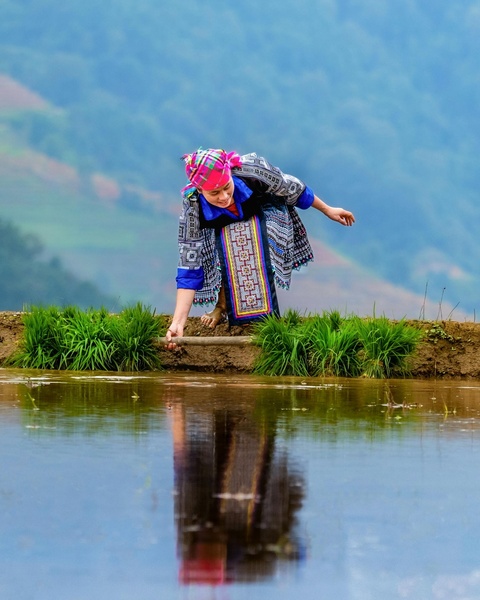 Woman Working in Terraced Rice Paddy