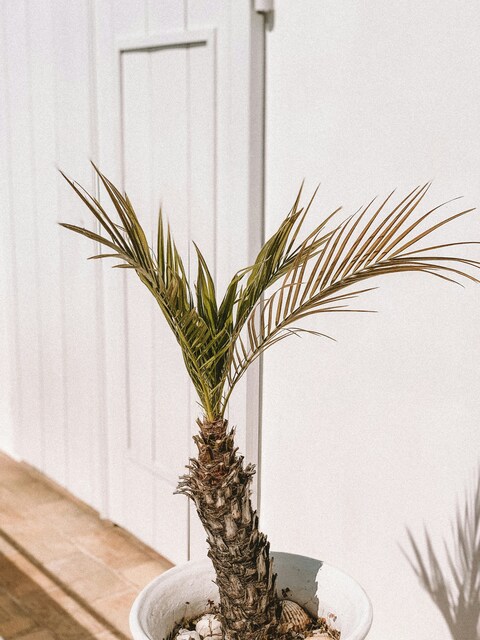 Potted Young Palm by White Wall