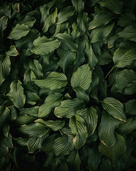 Dense Green Hosta Leaves