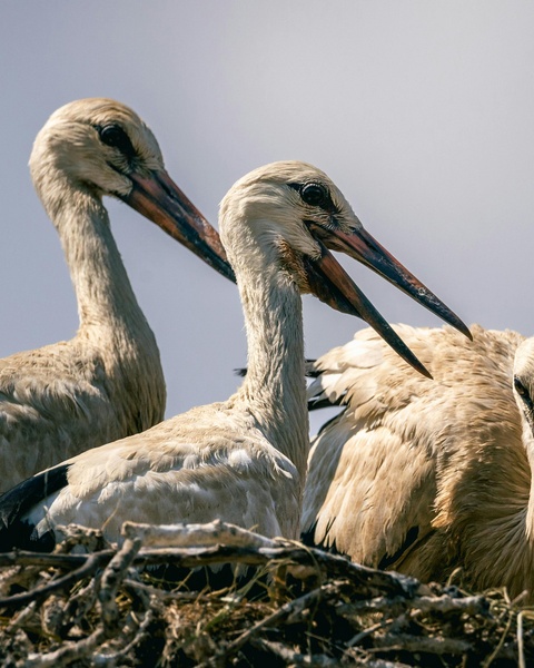 Three White Storks in a Nest