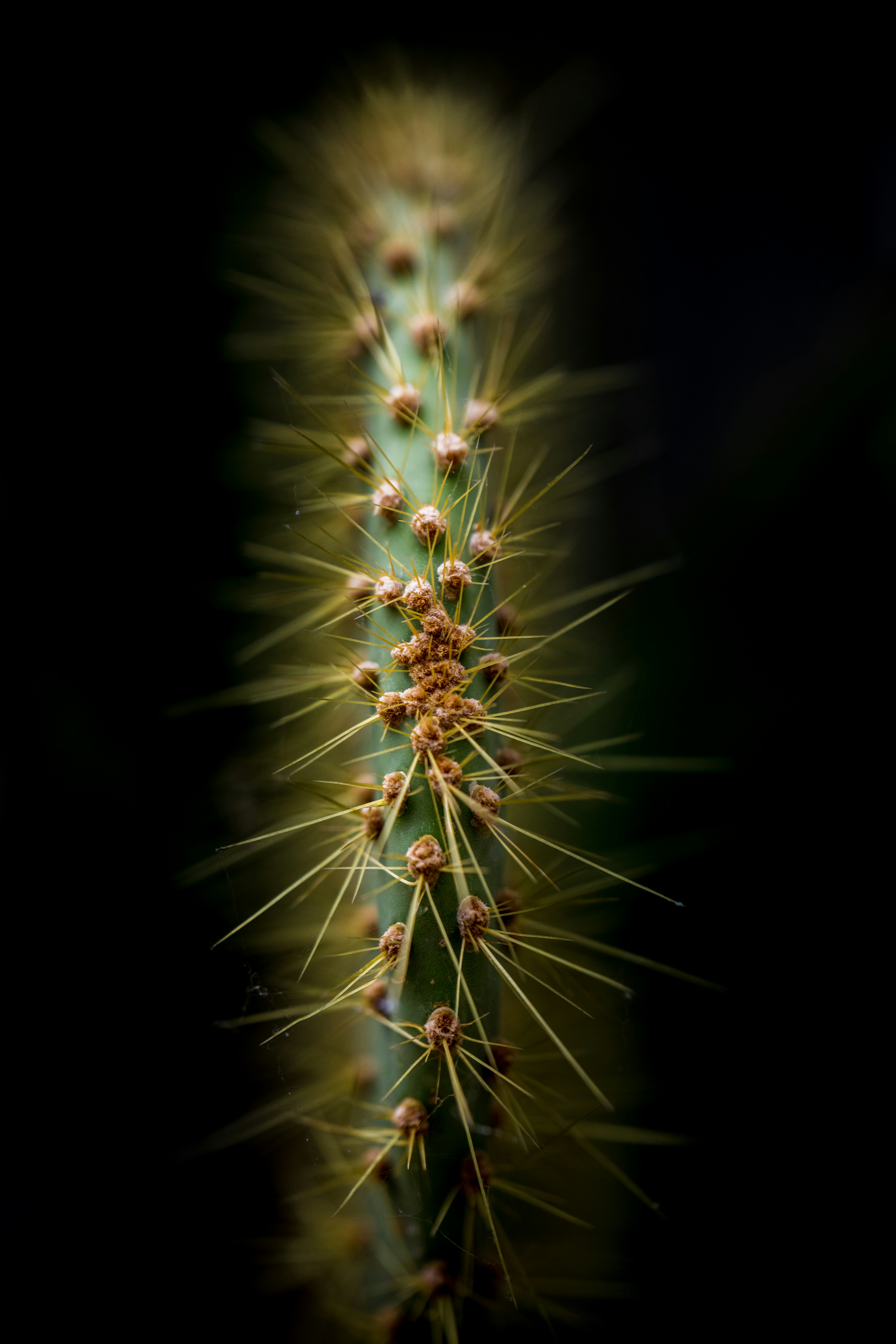 Close-up of Cactus Stem
