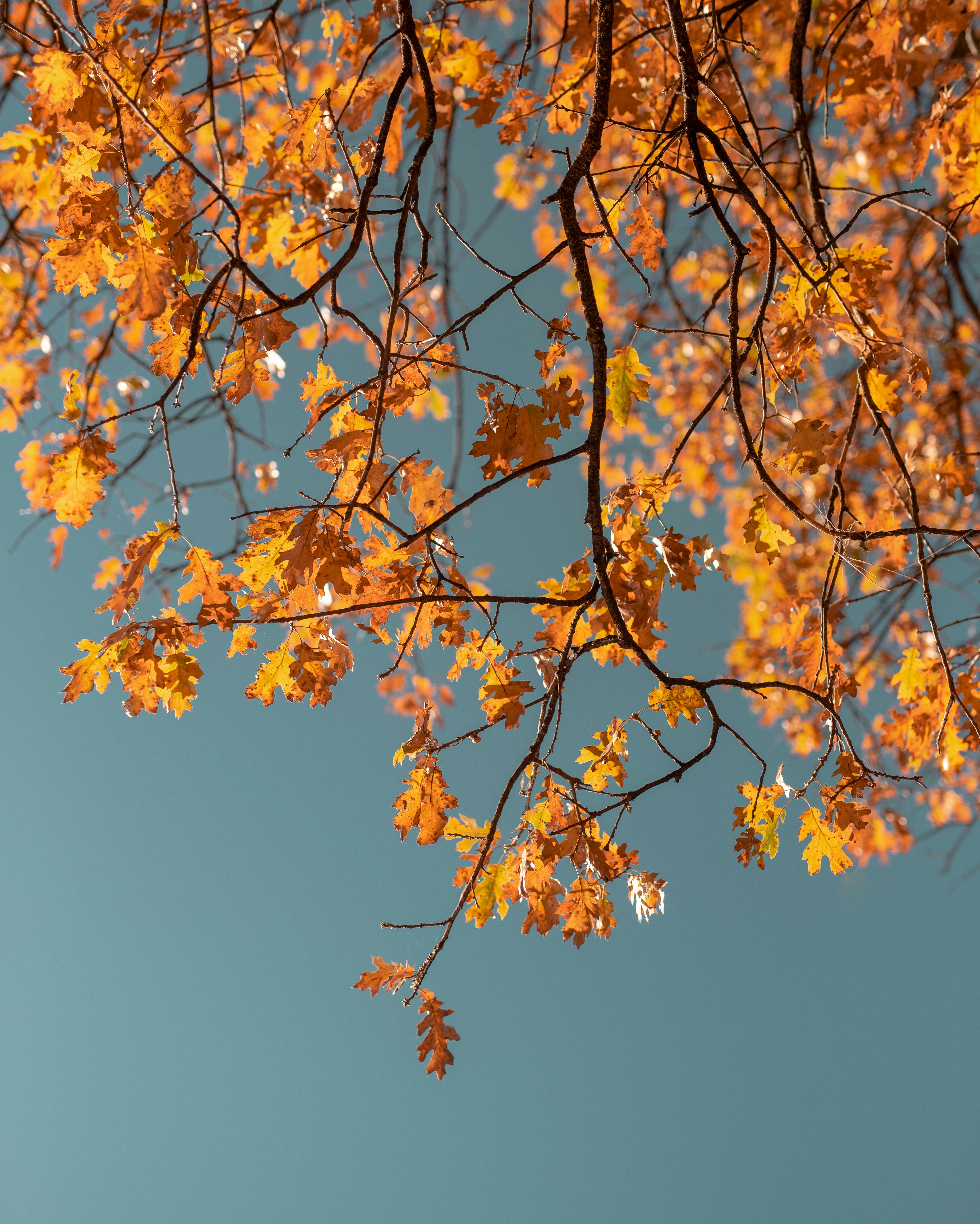 Autumn Oak Leaves Against Blue Sky