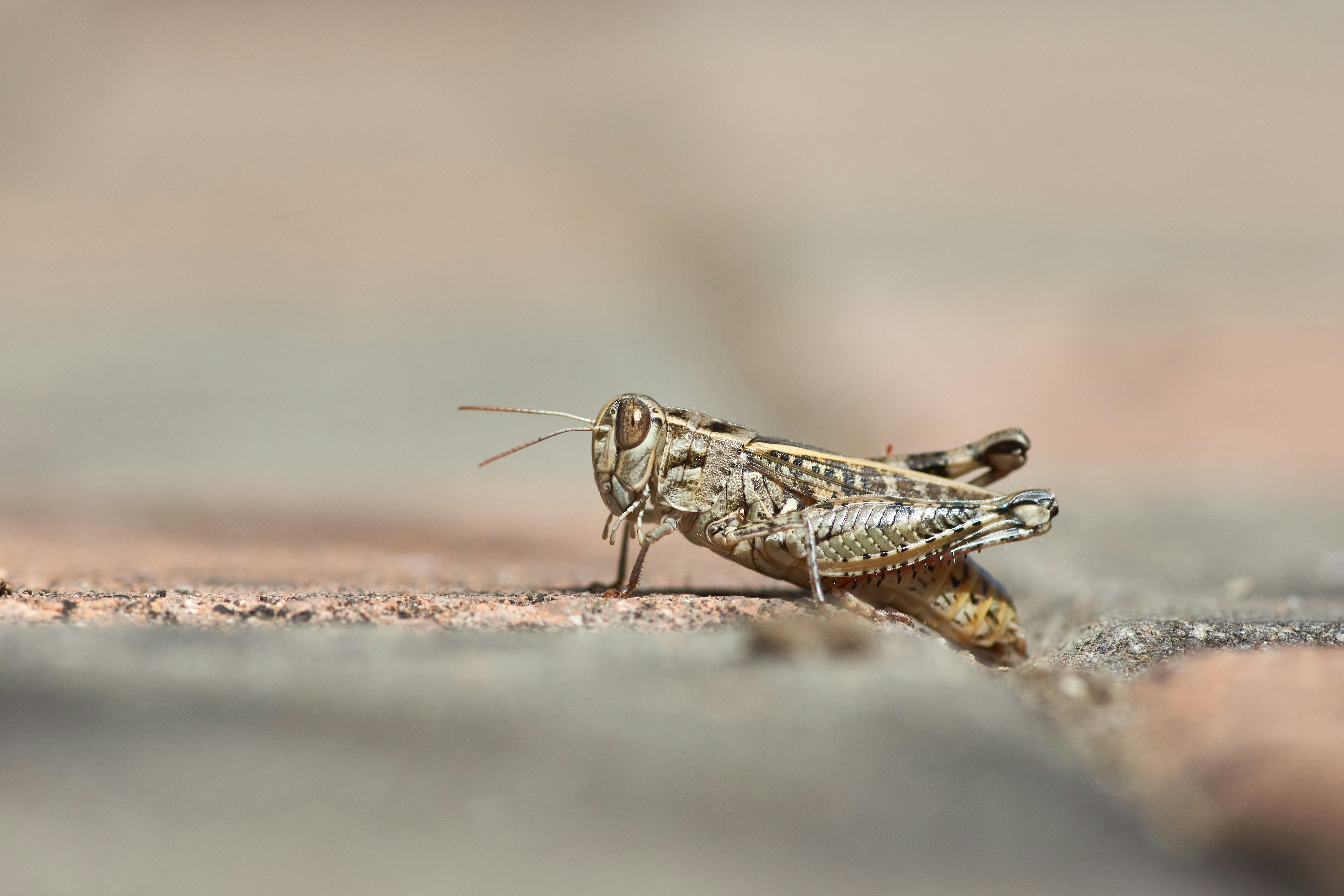 Close-up of a Resting Grasshopper