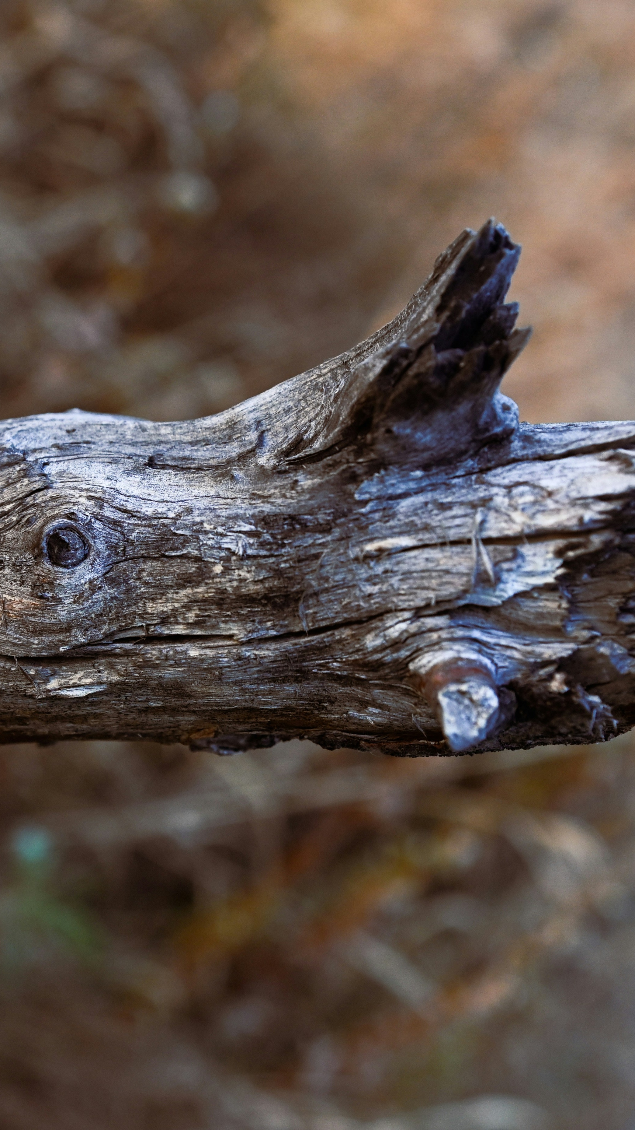 Weathered Dead Tree Branch