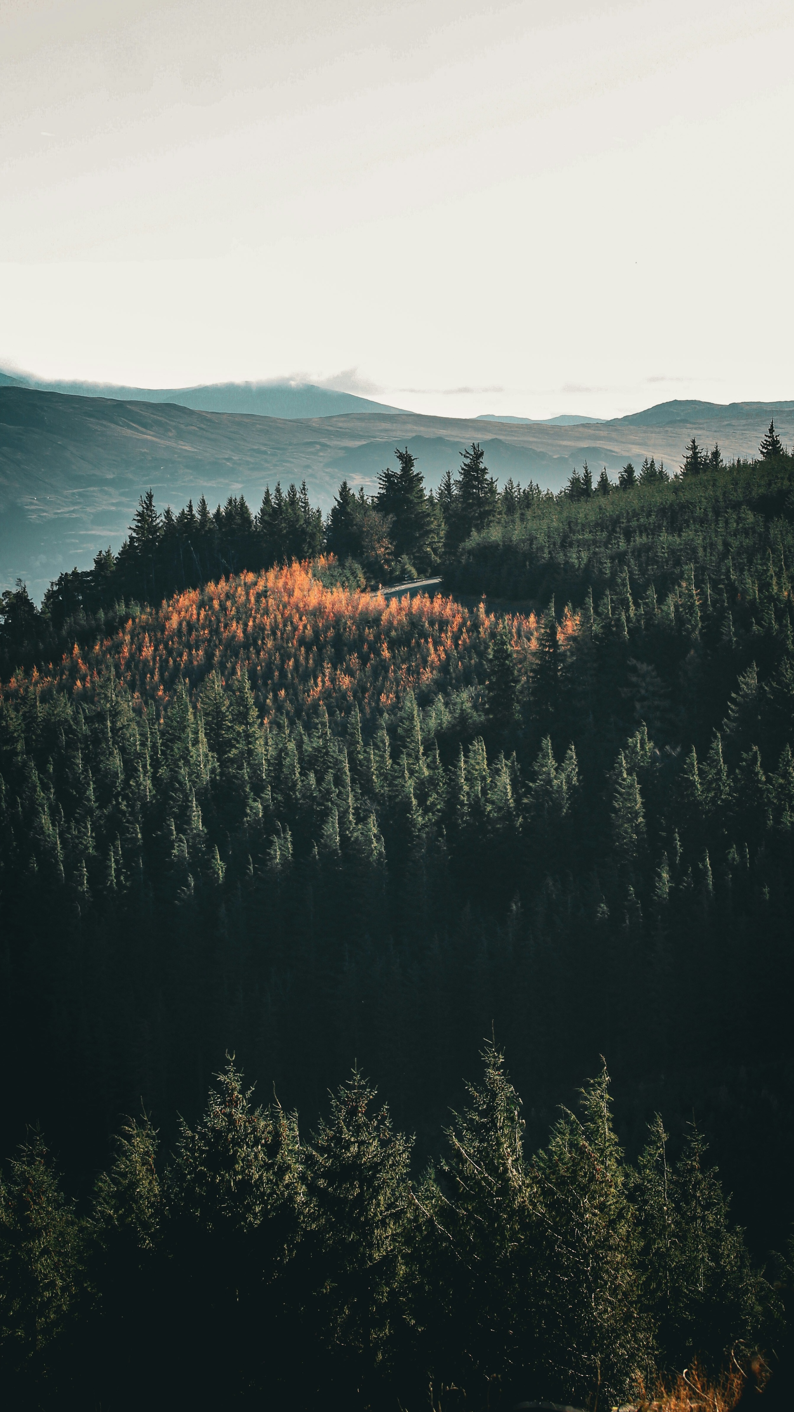 Mountain Forest Autumn View
