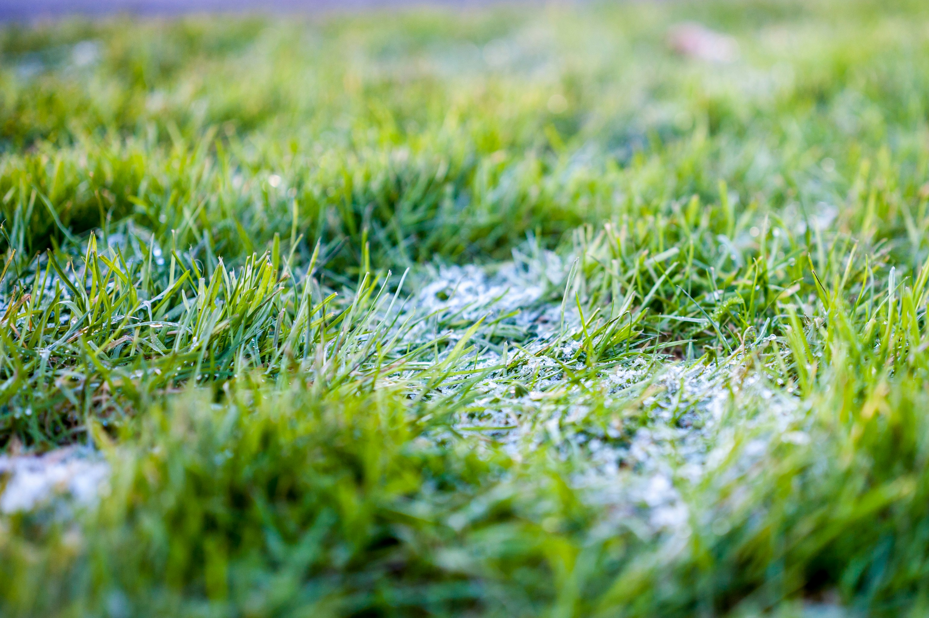 Frost Covered Morning Grass