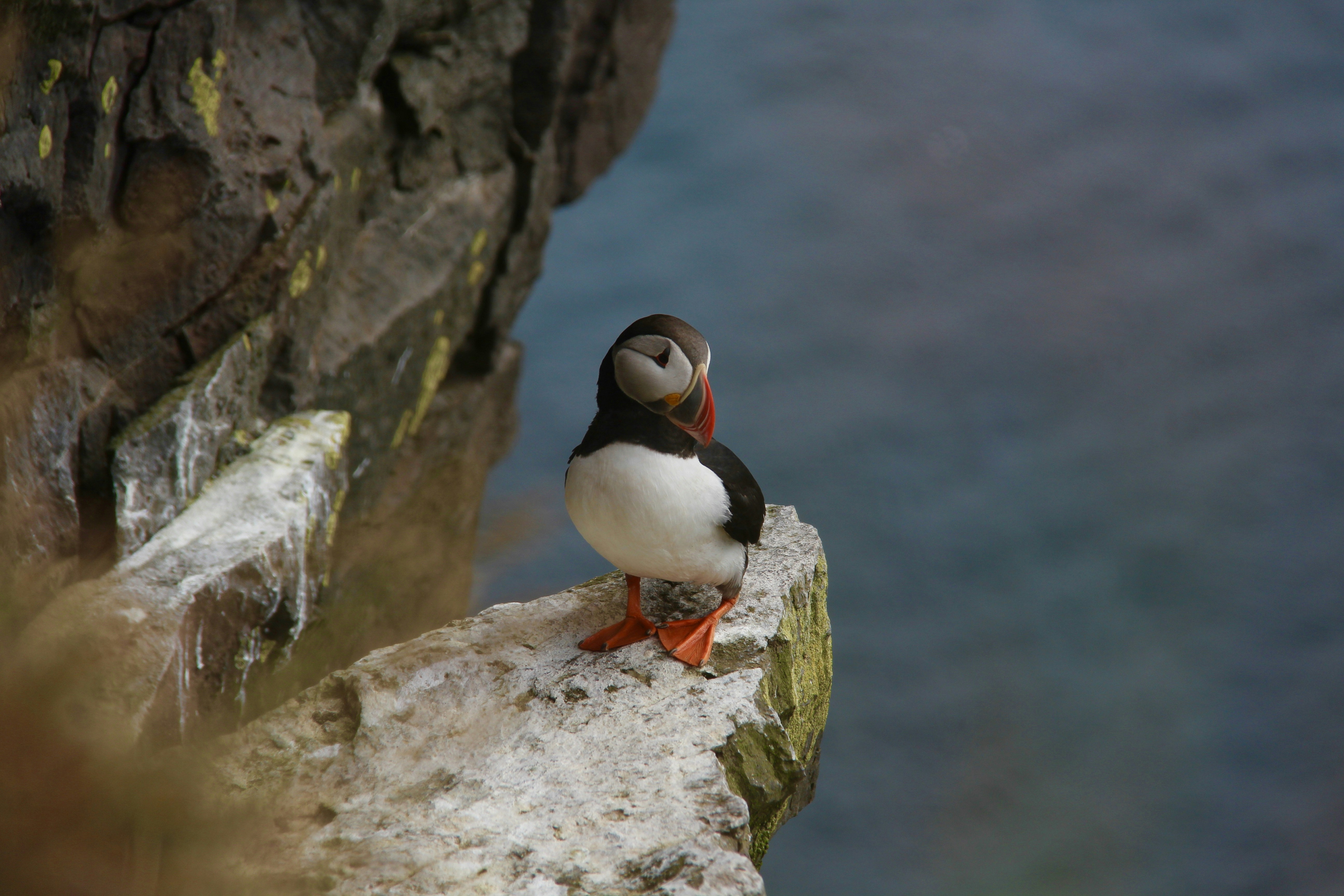 Puffin on Coastal Cliff Ledge