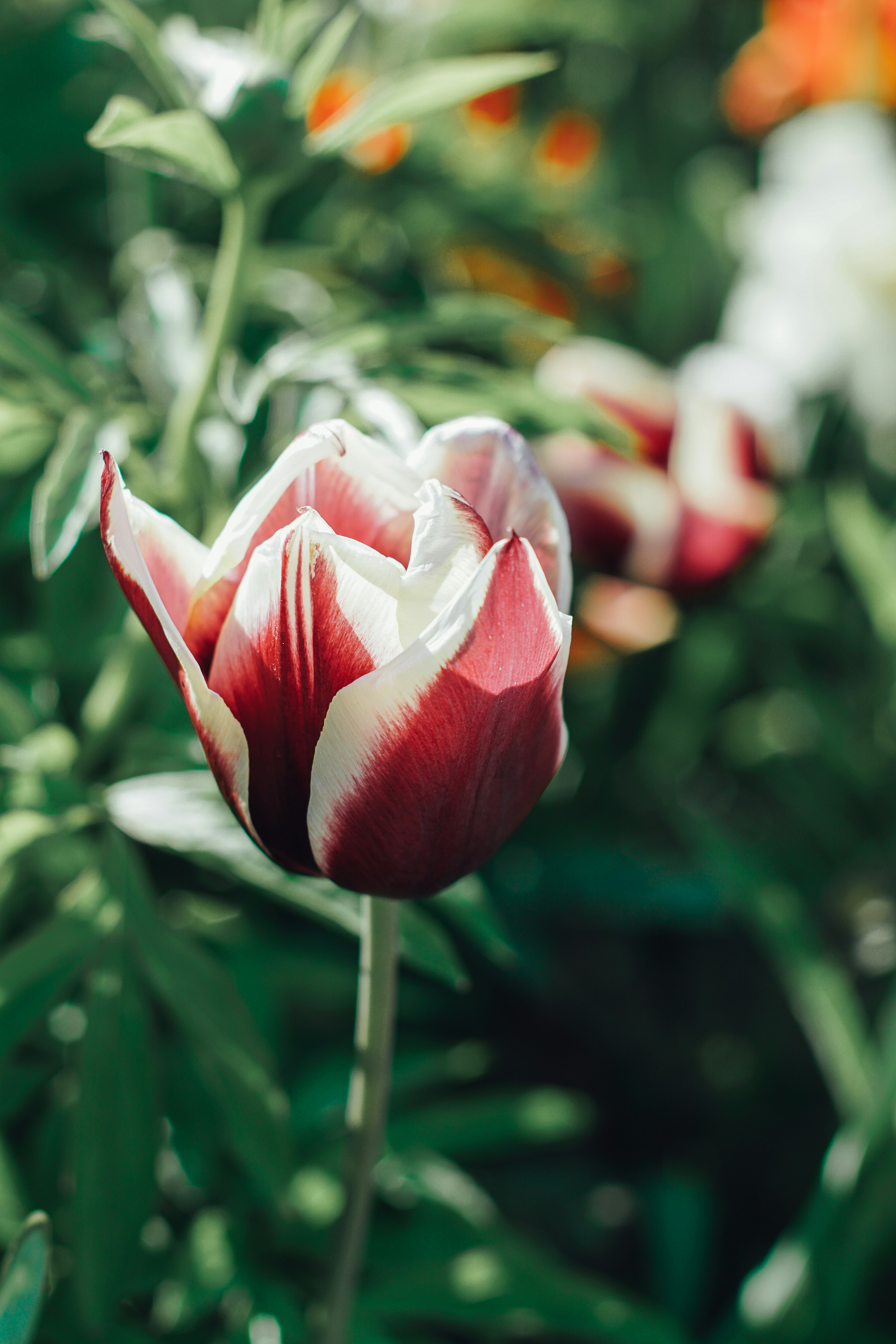 Blooming Red-white Tulip