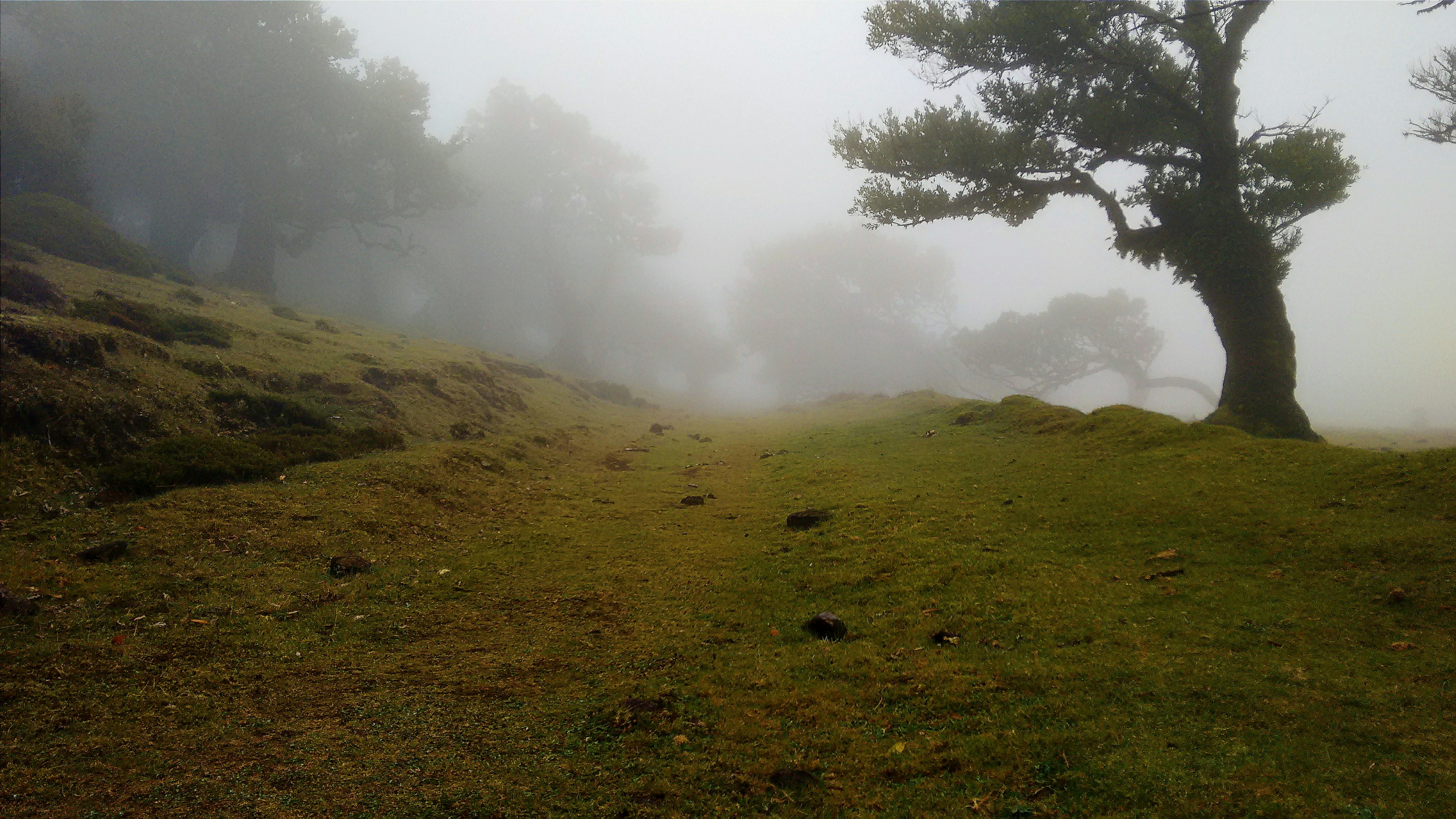 Foggy Grassy Hillside Path