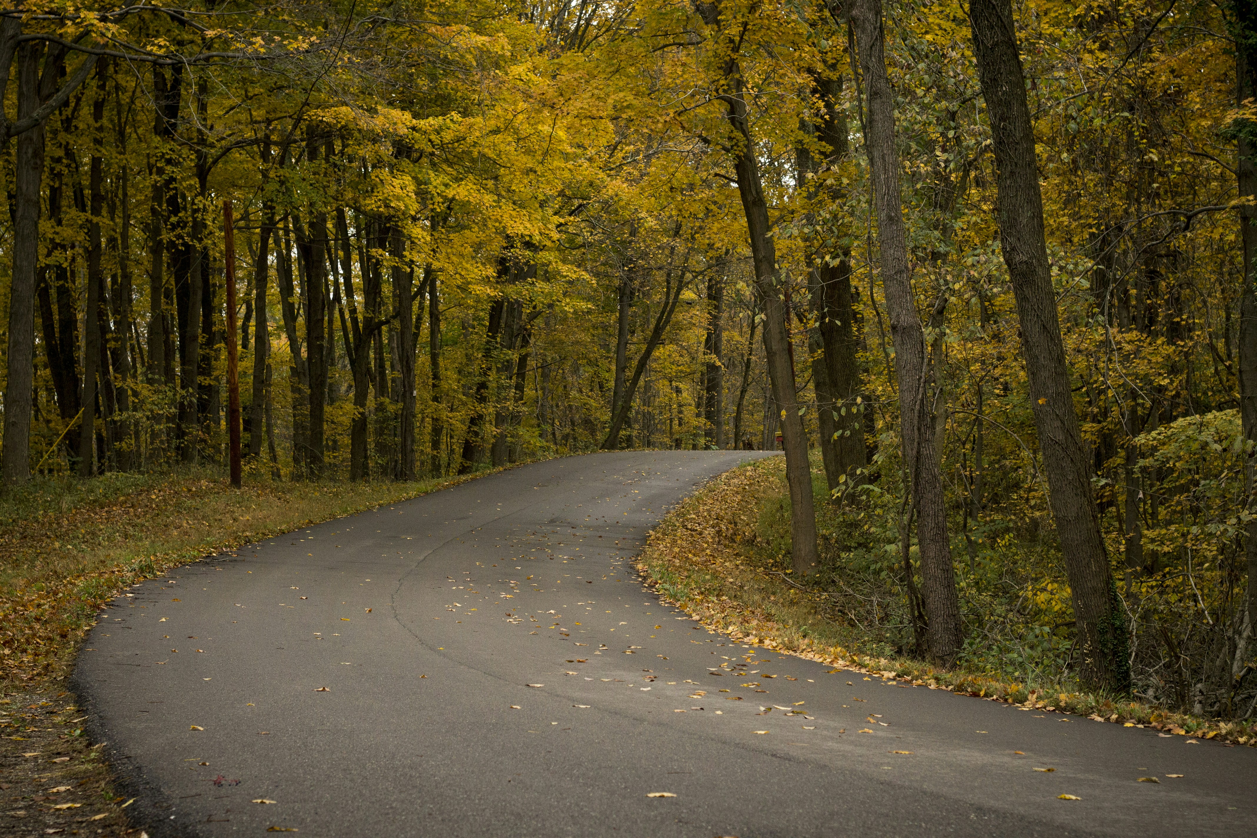 Winding Road Through Autumn Forest