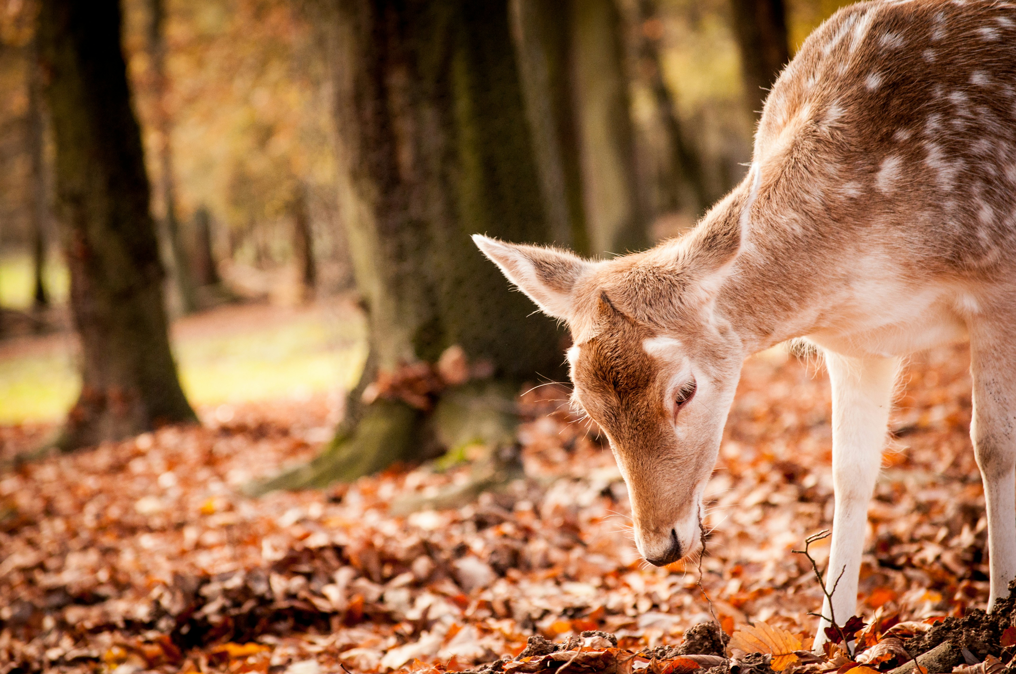 Fallow Deer in Autumn Forest