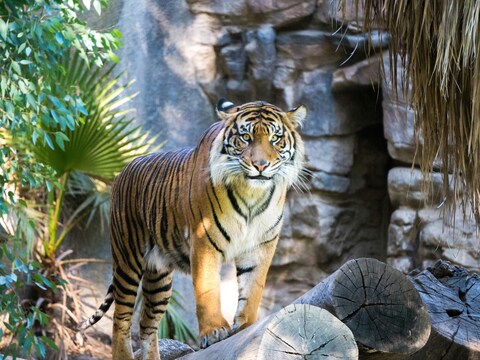 Tiger Standing on Cut Logs