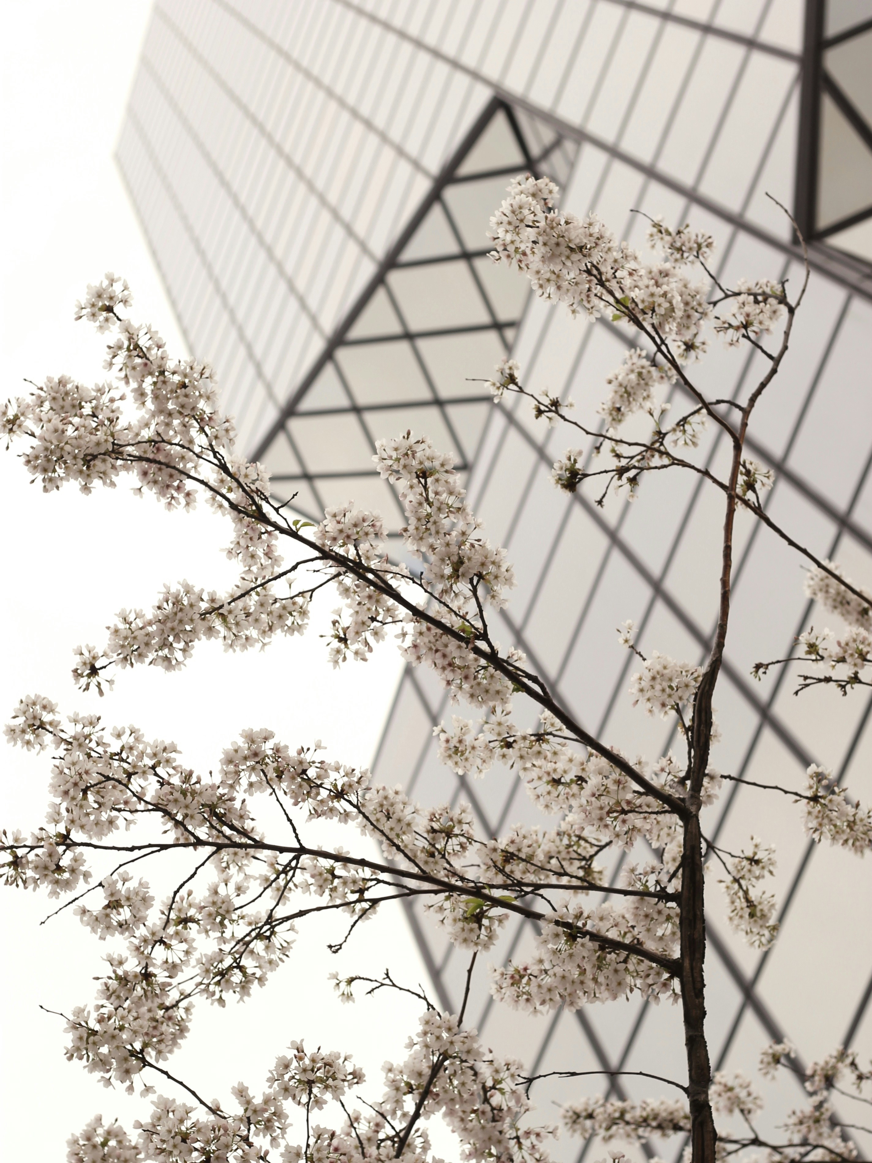 Cherry Blossoms Before Modern Building
