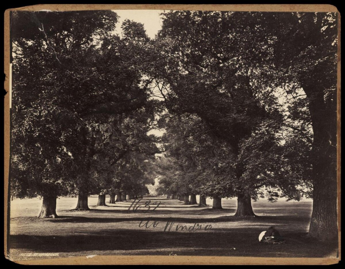 Tree Avenue at Windsor