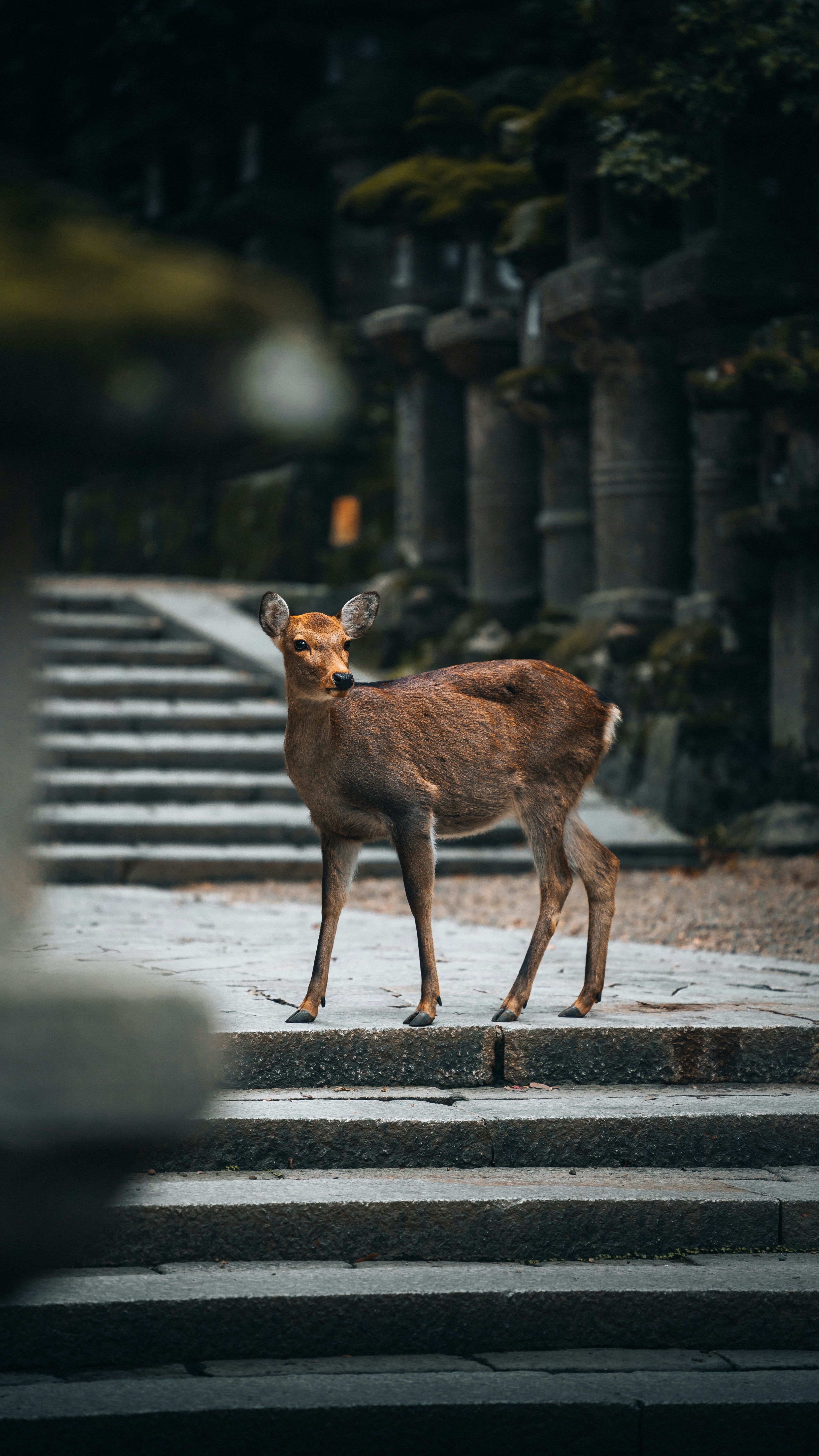 Wallpapers