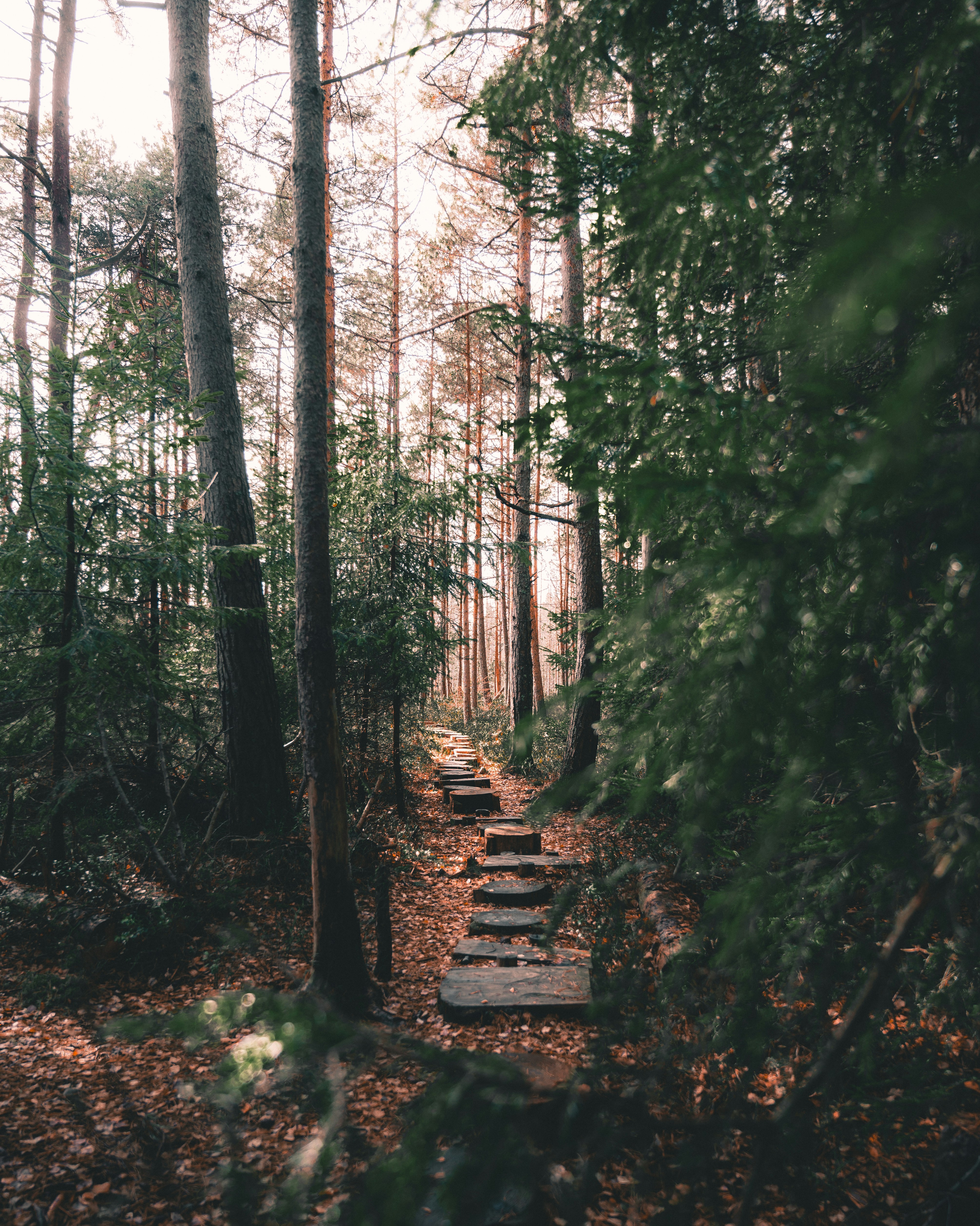 Stepping Stump Path Through Forest — Scenery Wallpapers