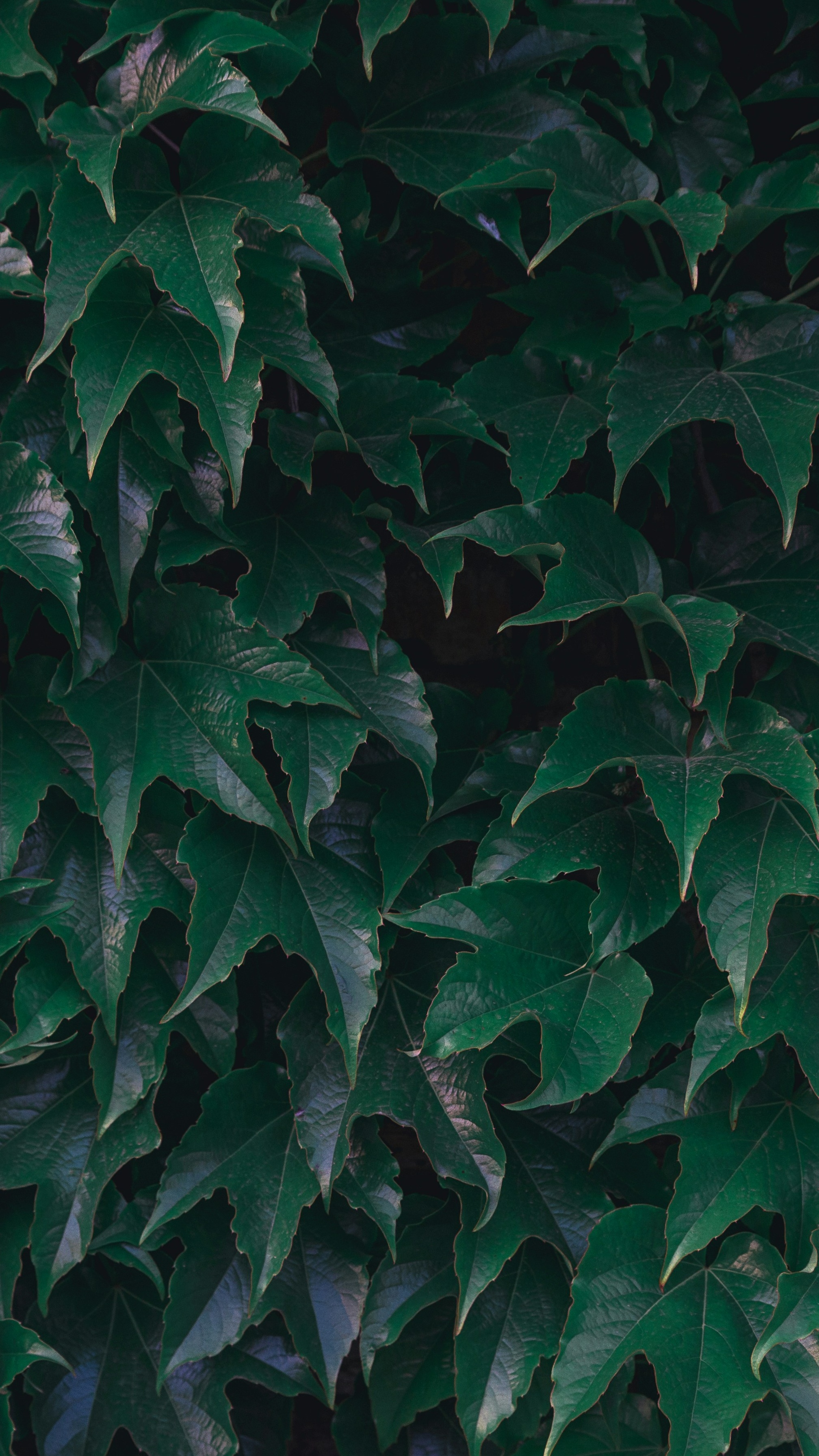 Wallpapers