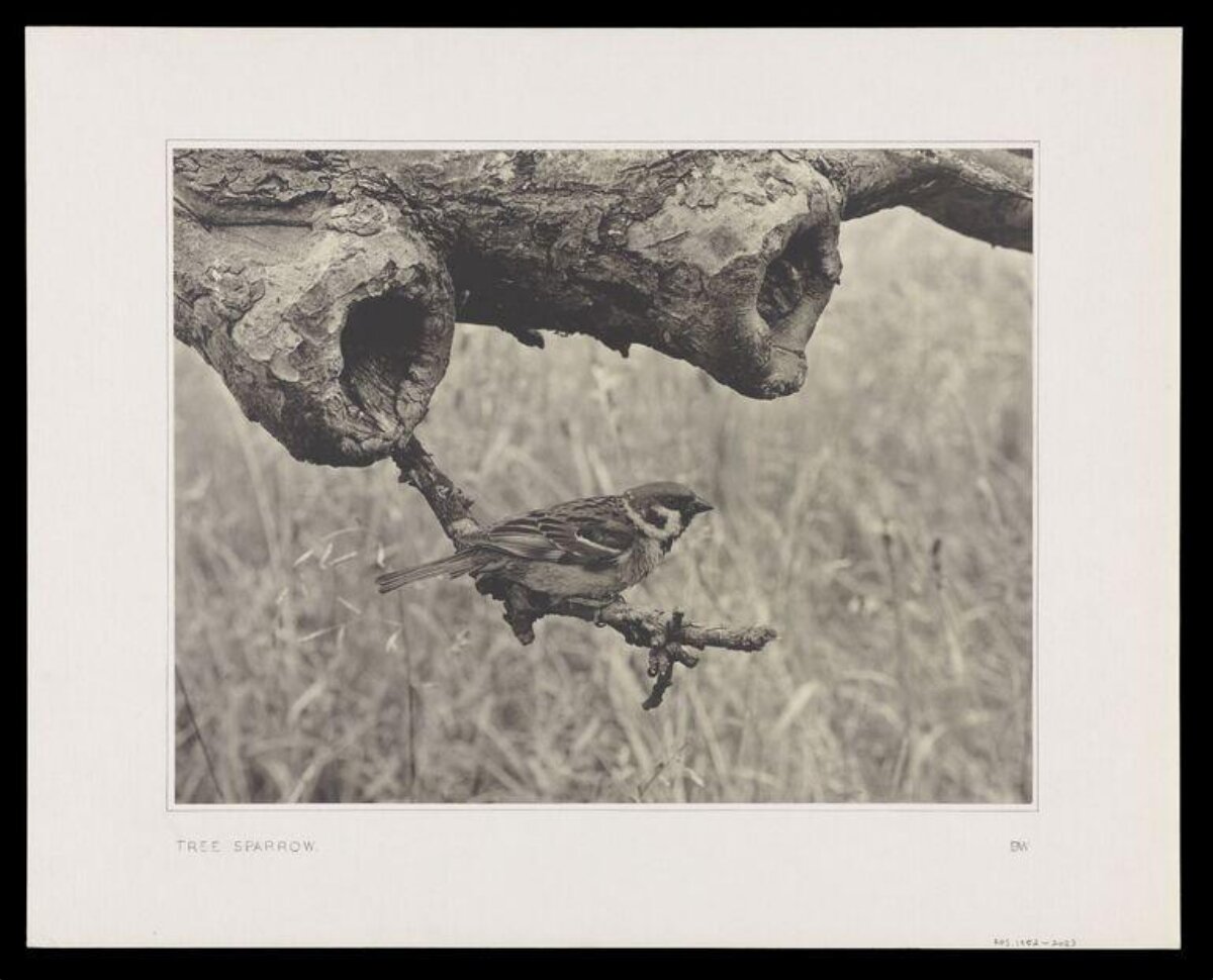 Tree Sparrow Perched on Branch