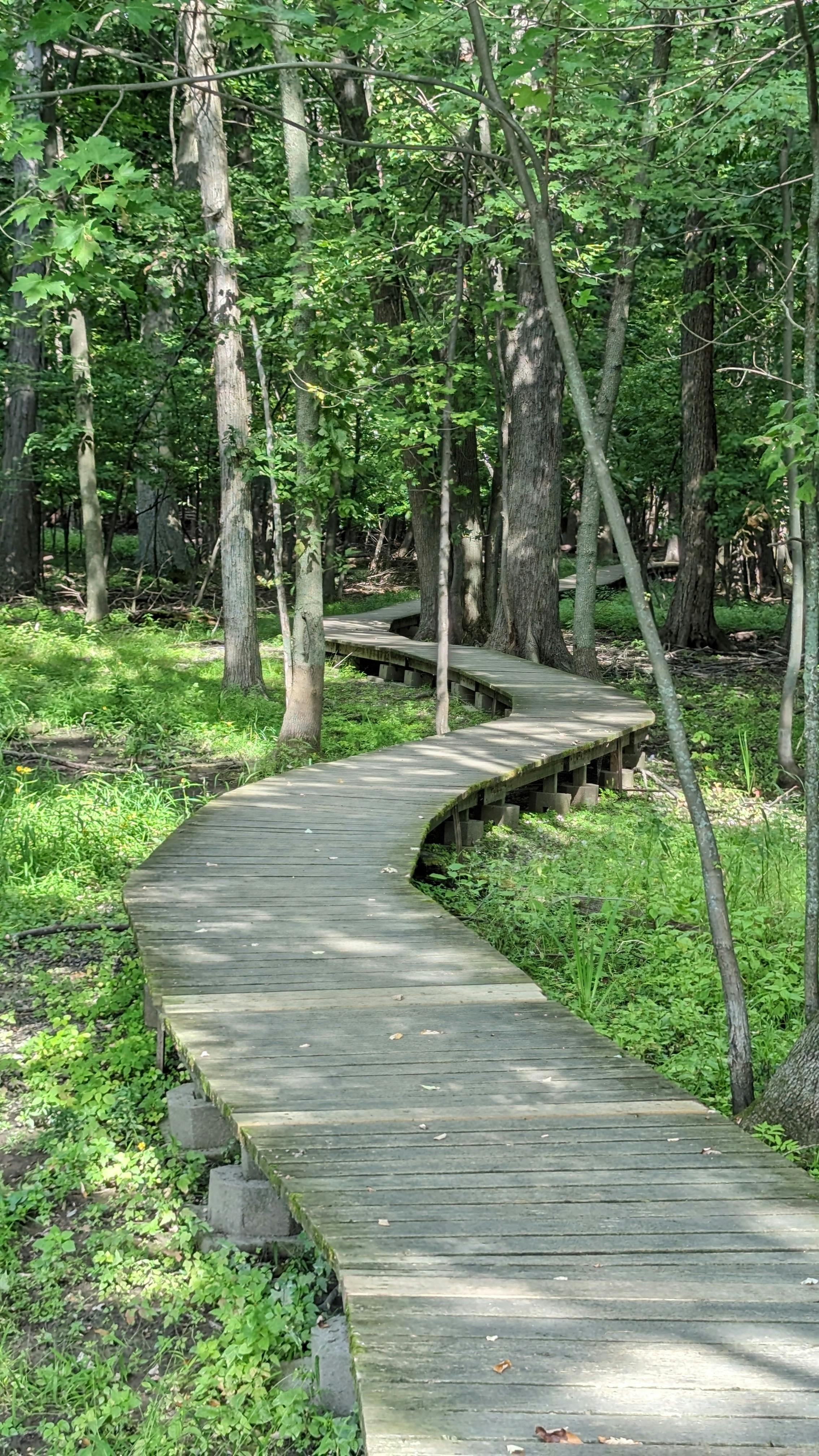 Winding Boardwalk Through Forest