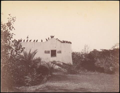 Vultures Perched on Old Building