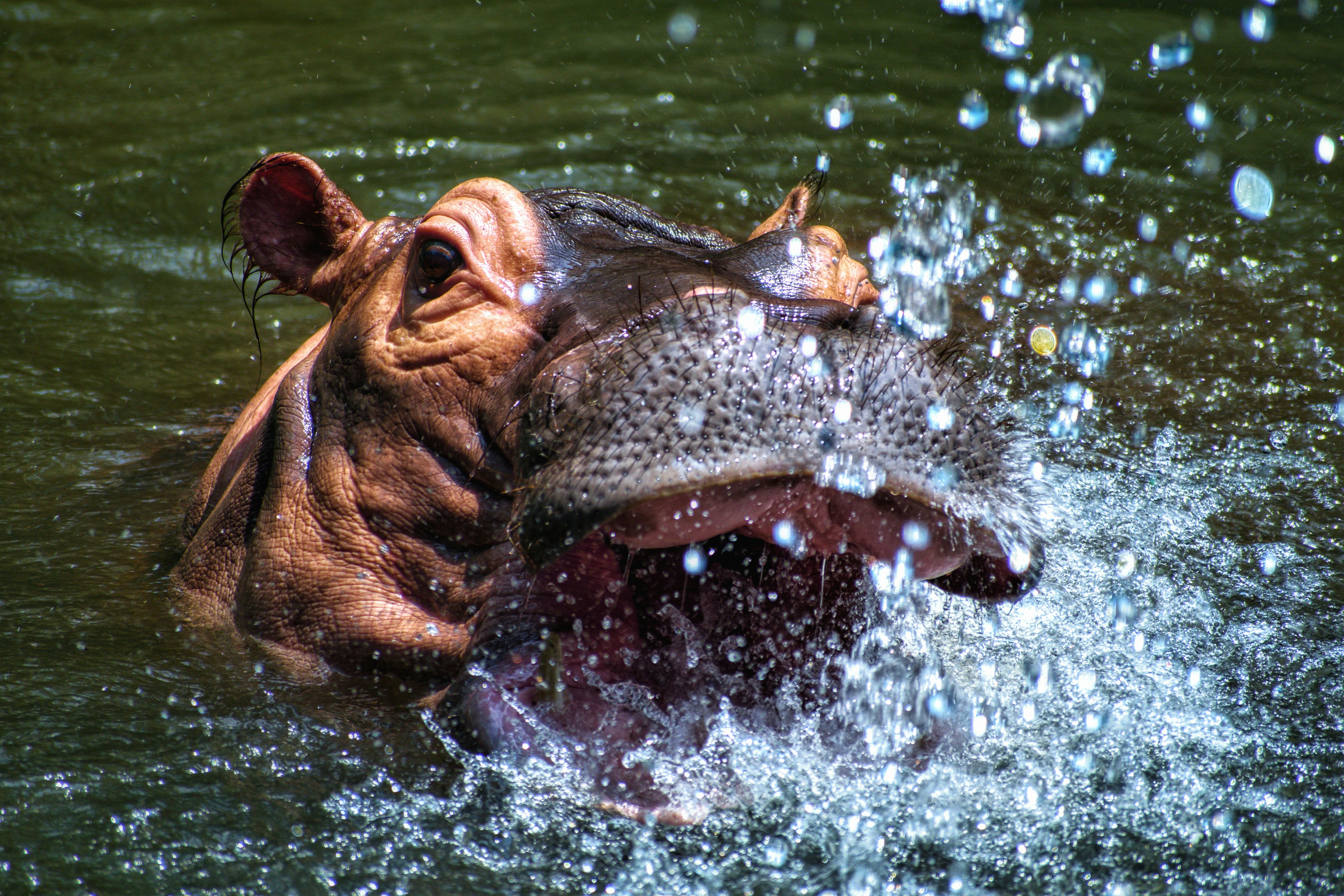 Hippopotamus Splashing in Water