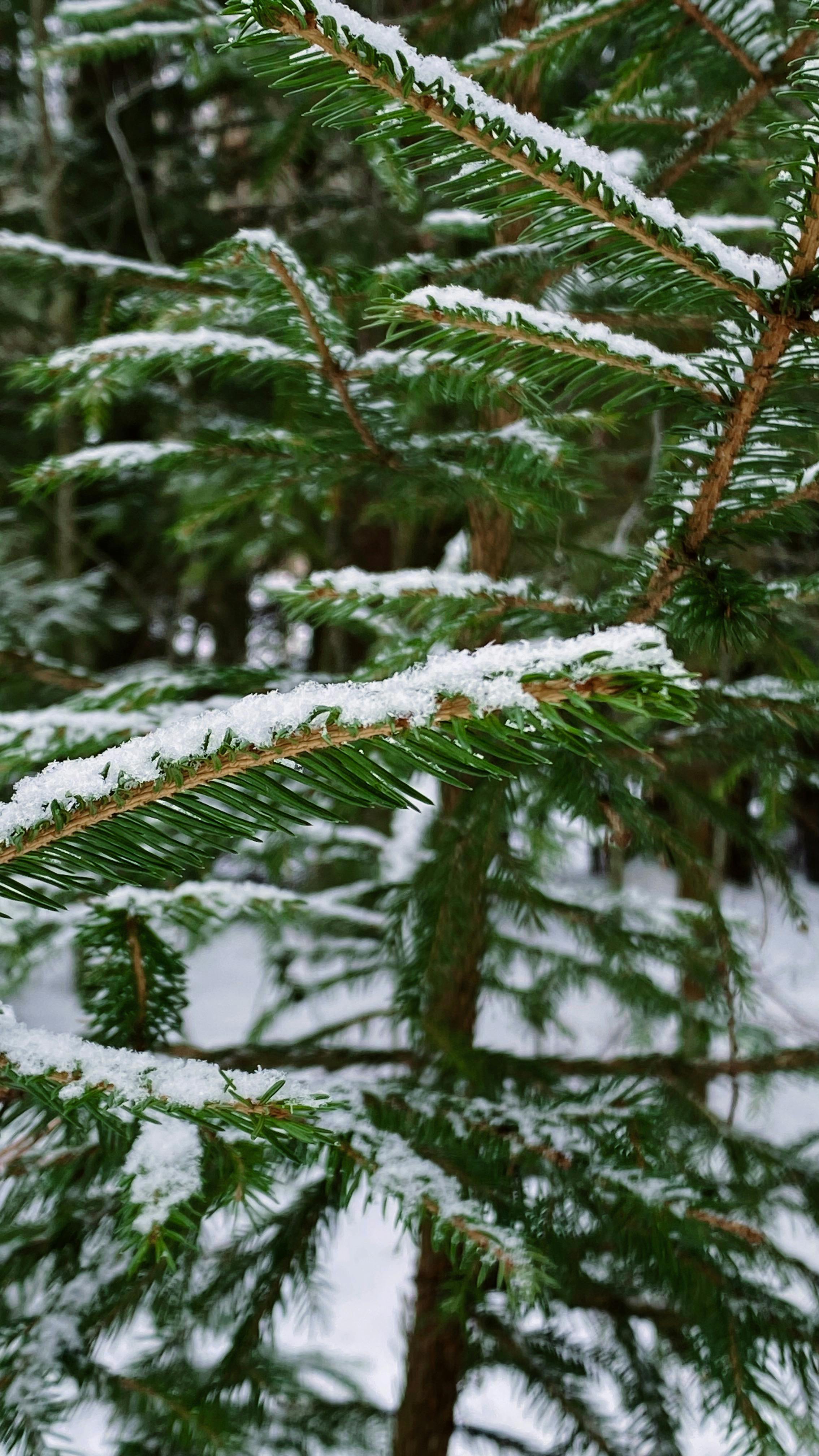Snow Covered Spruce Branches