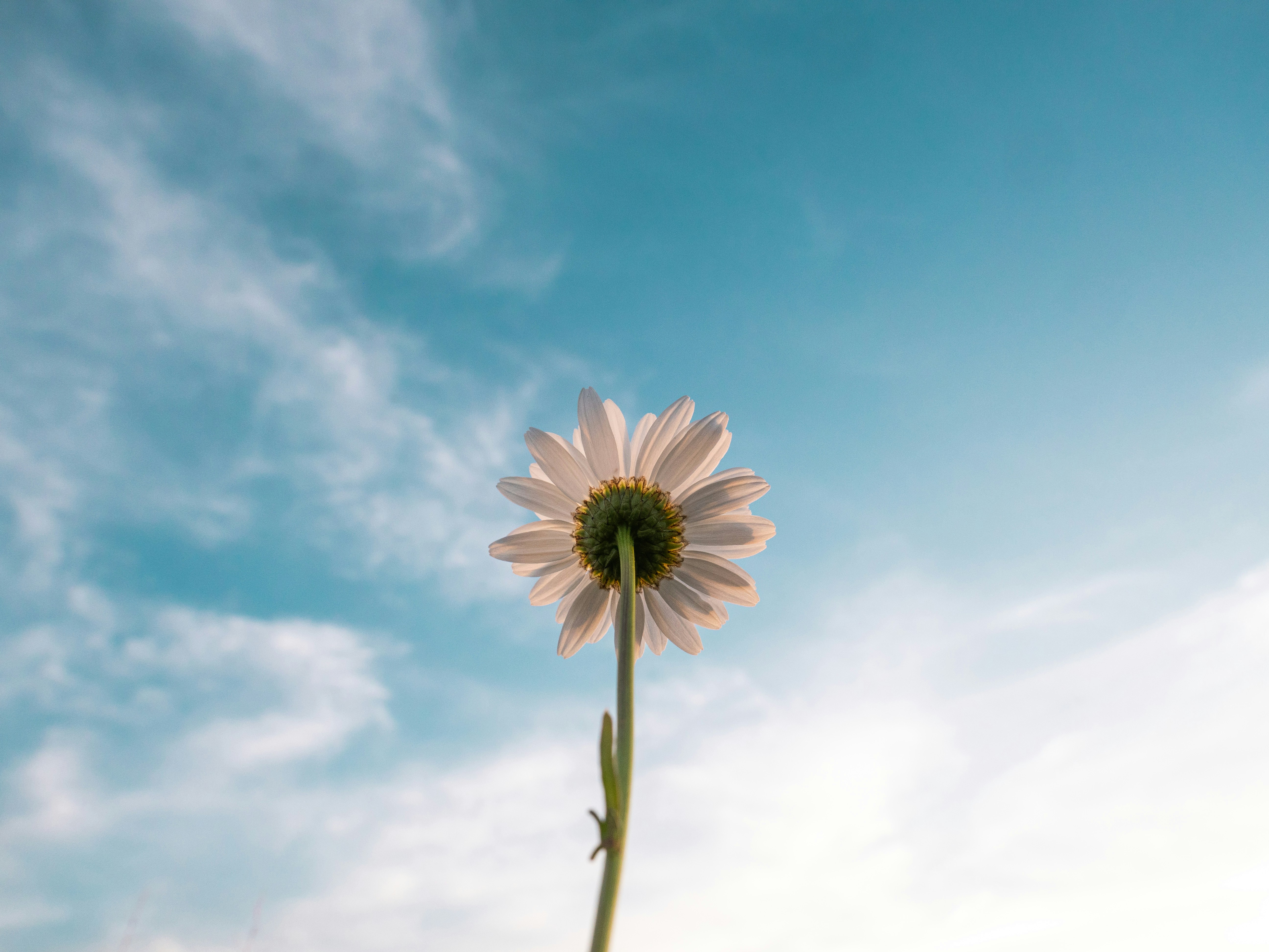 Daisy Against Blue Sky