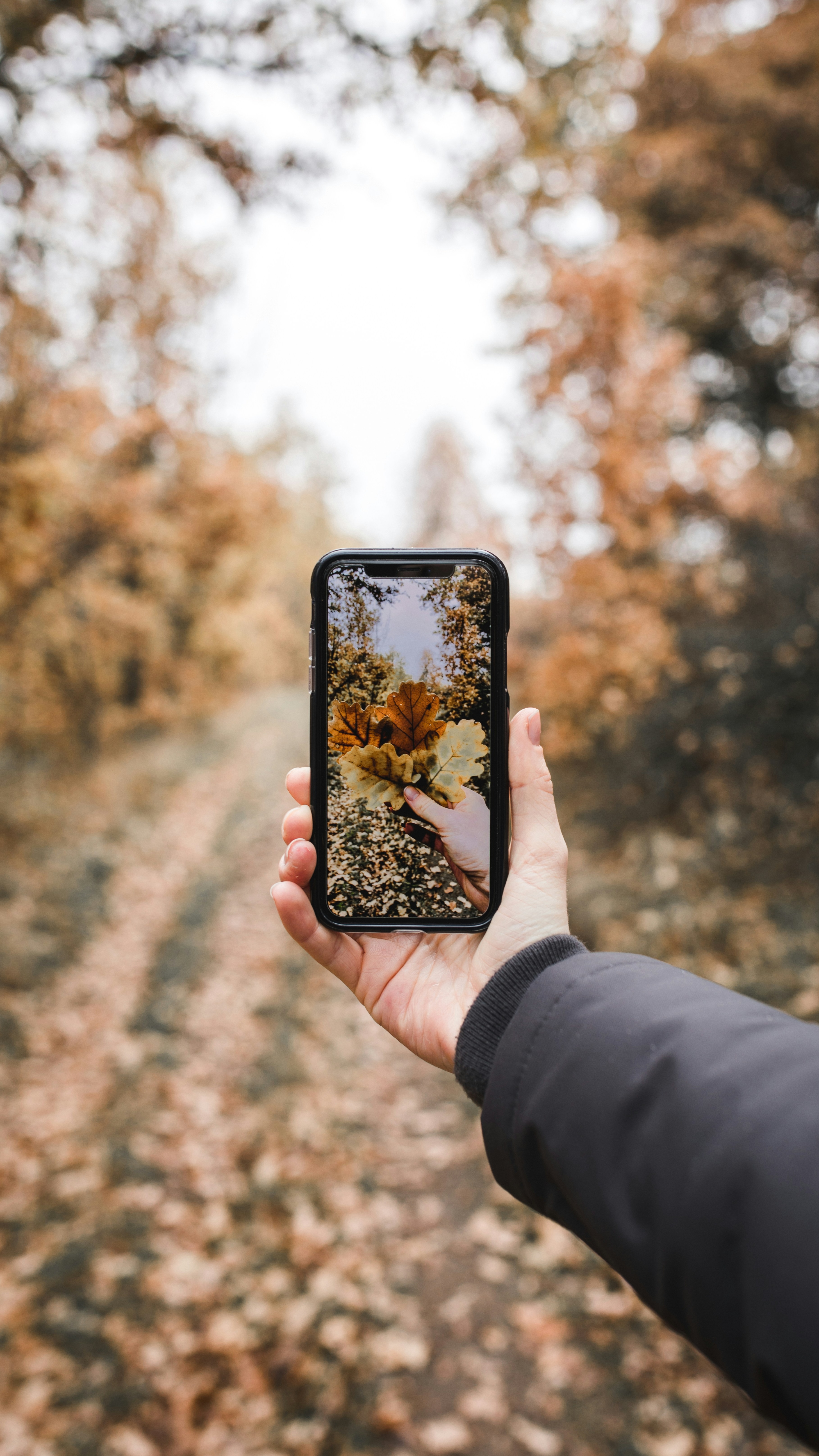 Wallpapers