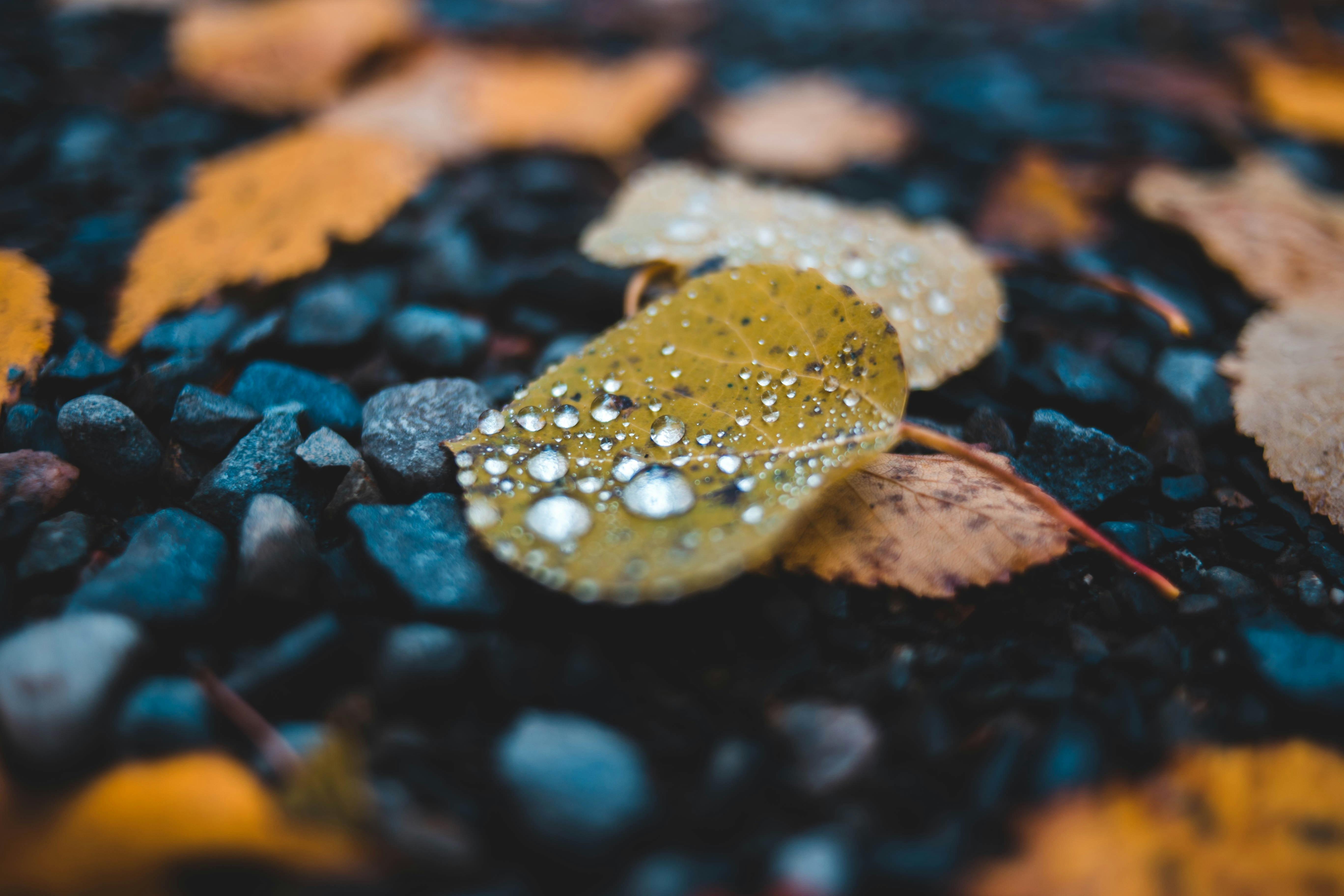 Autumn Leaf with Water Droplets on Gravel
