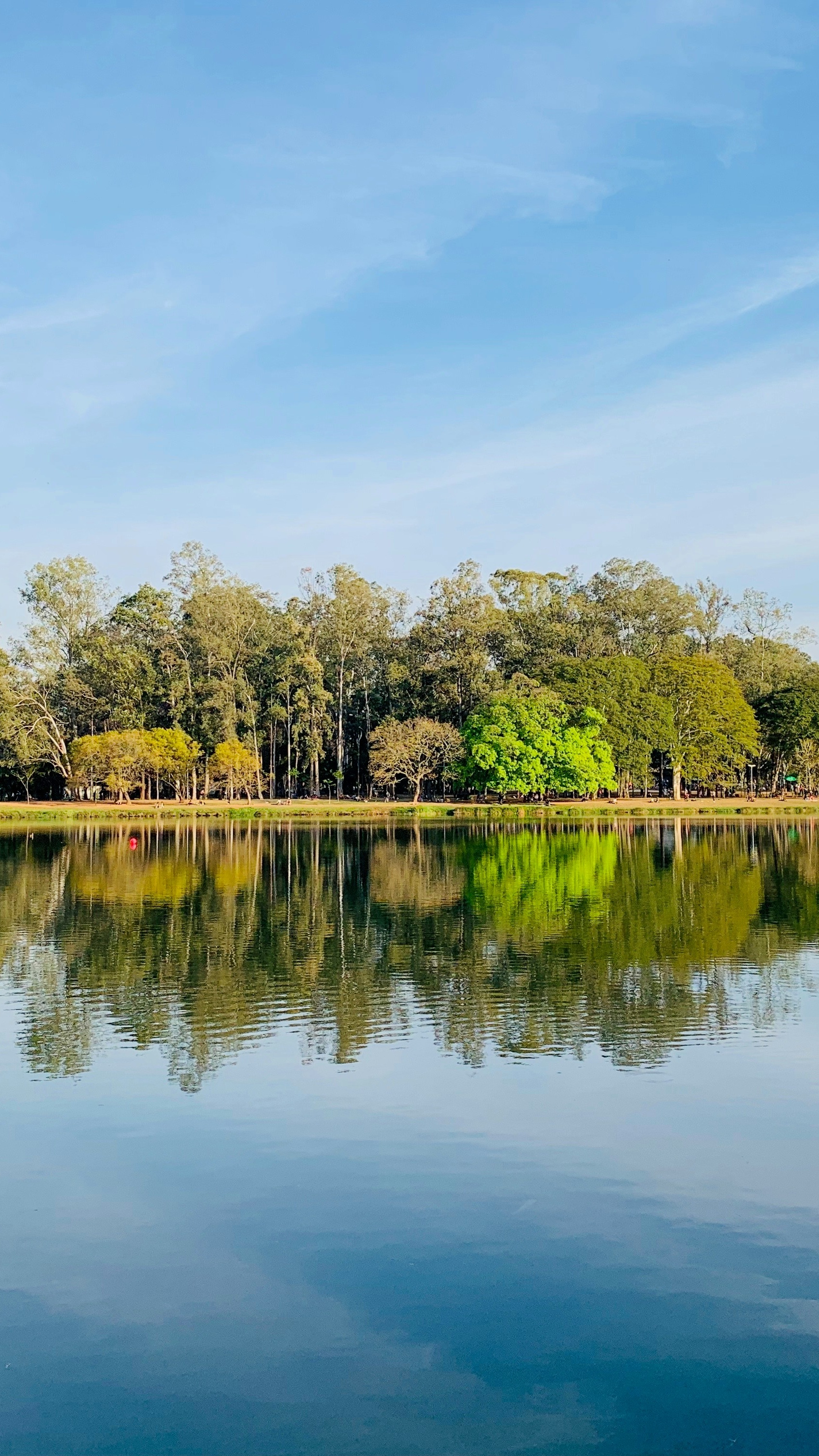 Calm Lake Forest Reflection