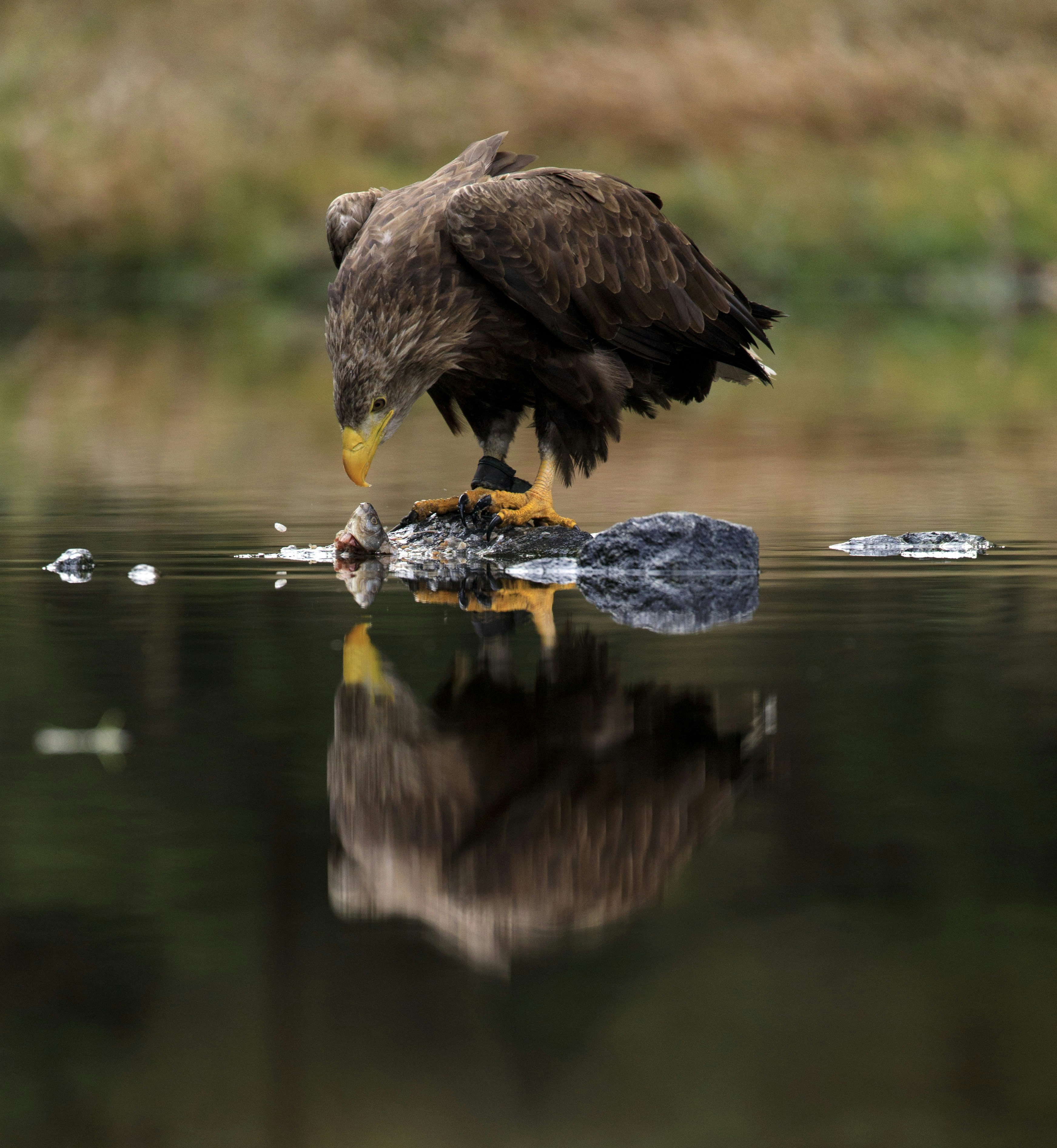 White-tailed Eagle Feeding on Fish by Water