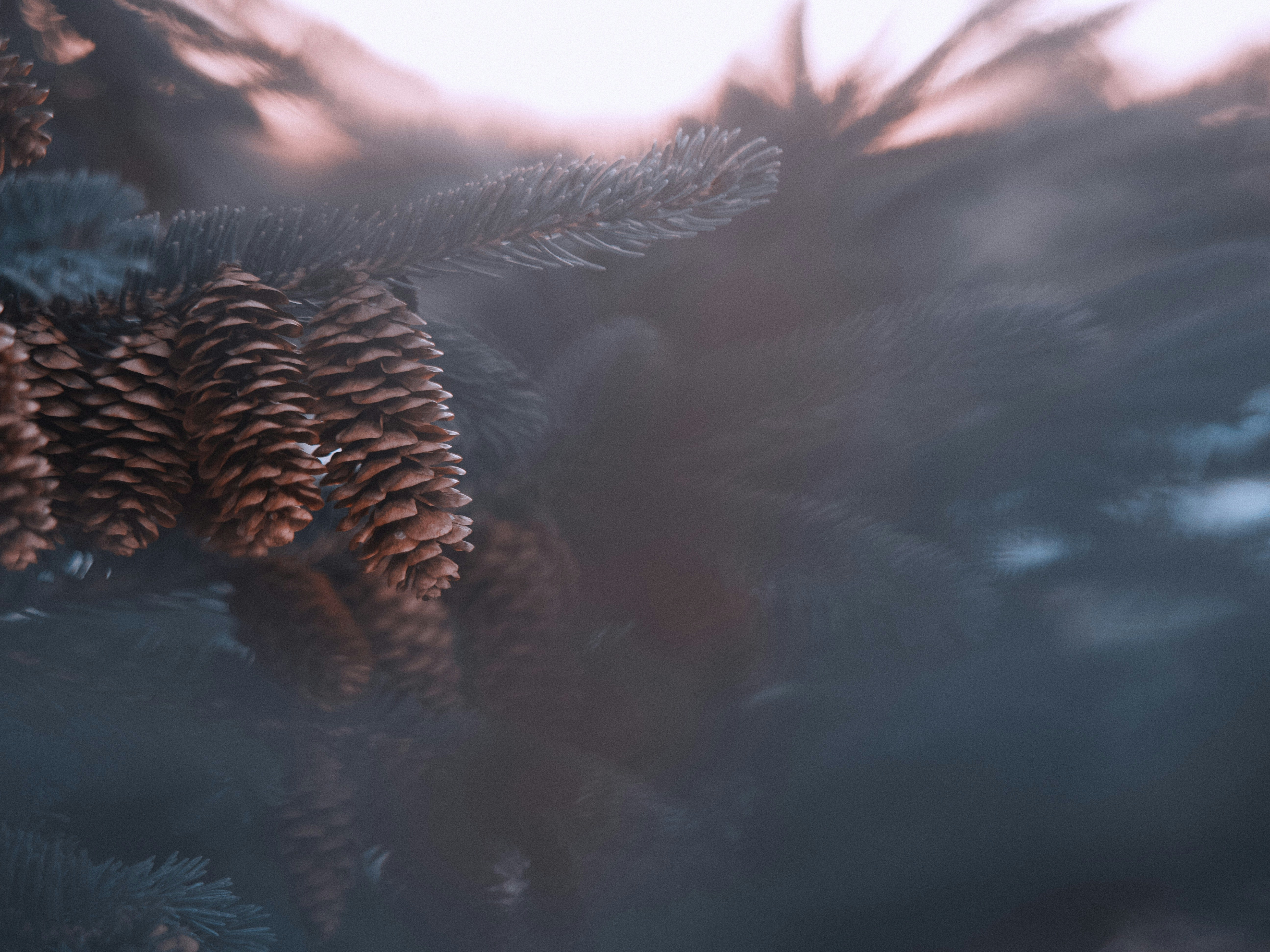 Pine Cones on Fir Branch