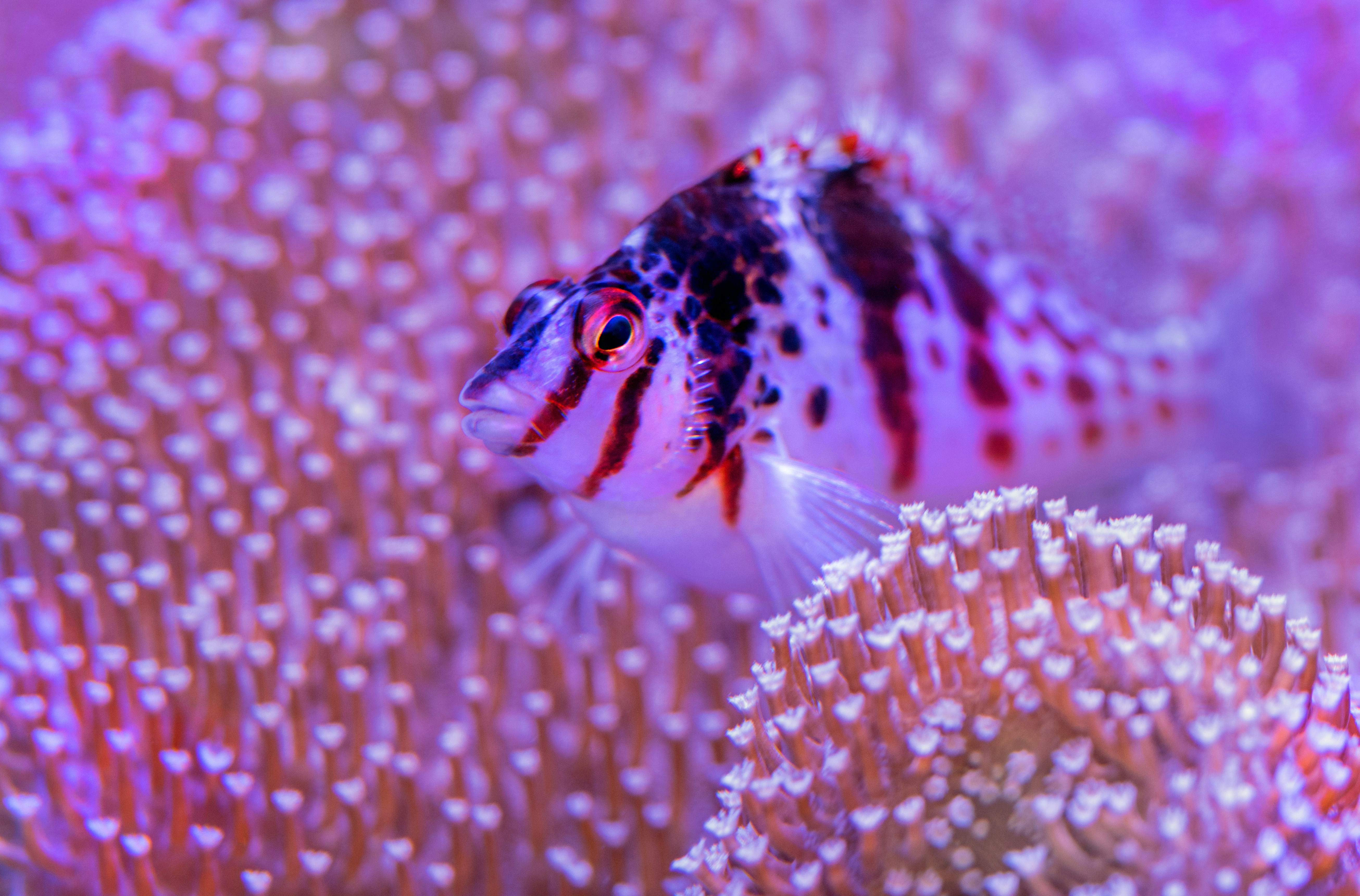 Striped Reef Fish Among Coral