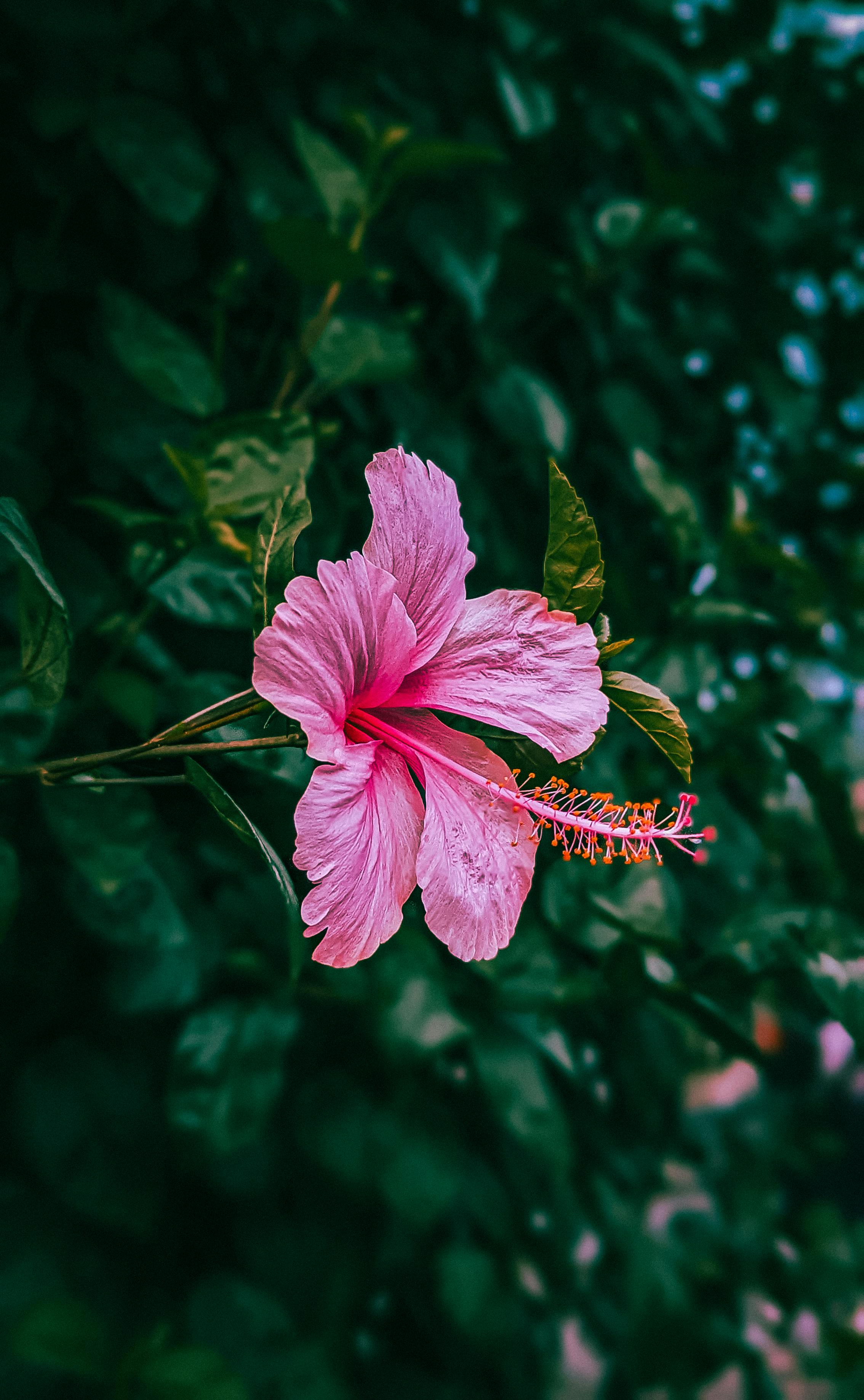 Pink Hibiscus Against Green Foliage