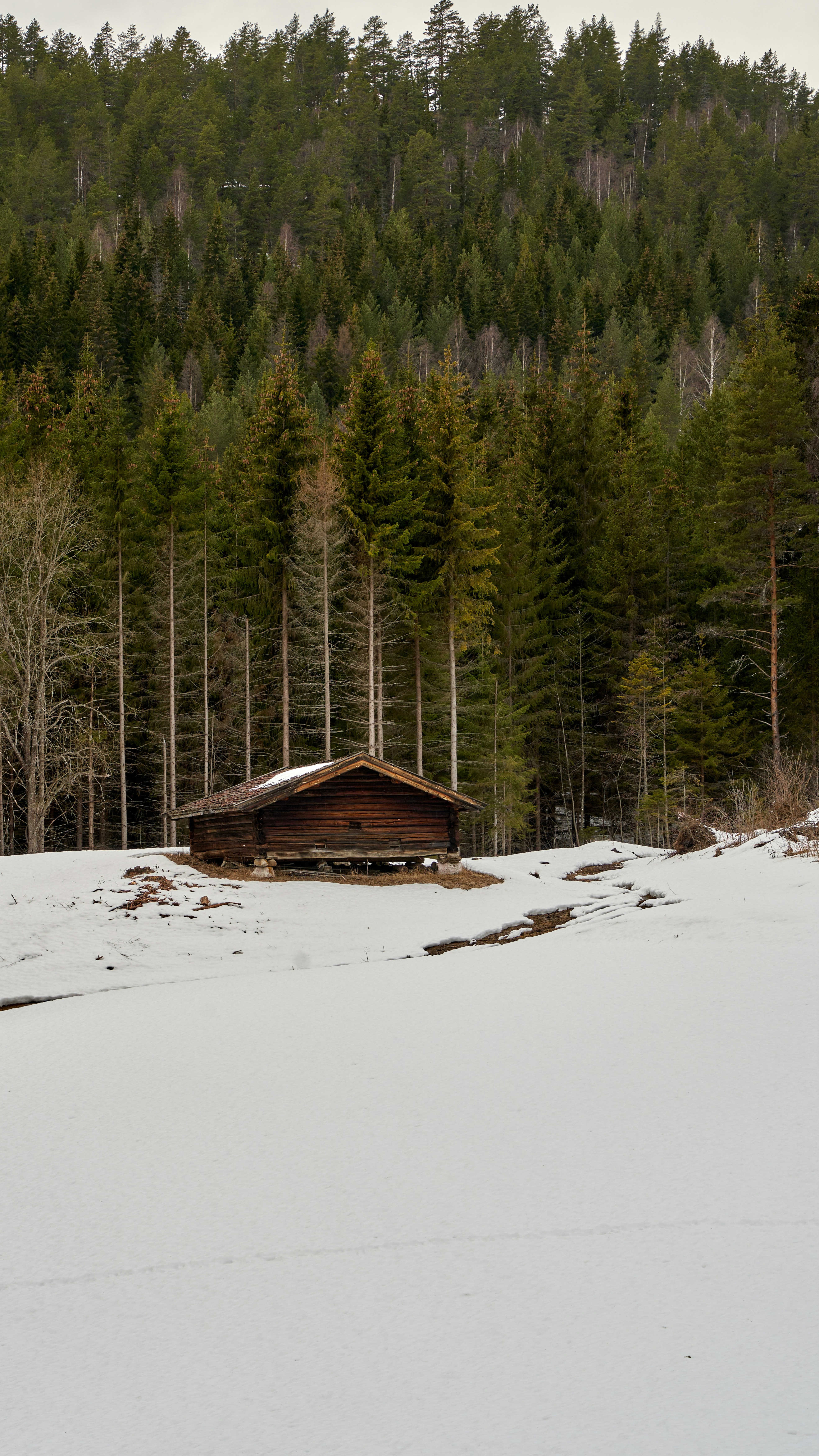 Old Log Cabin in Snowy Forest