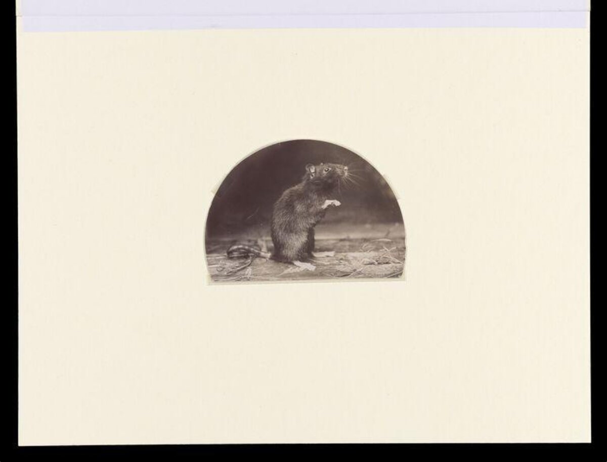 Vintage Photograph of an Upright Rat