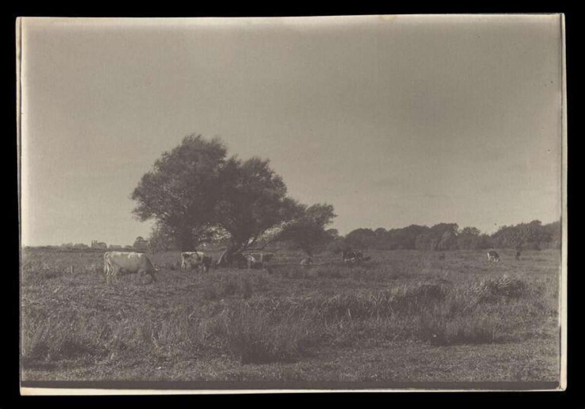Cows Grazing on Rural Meadow