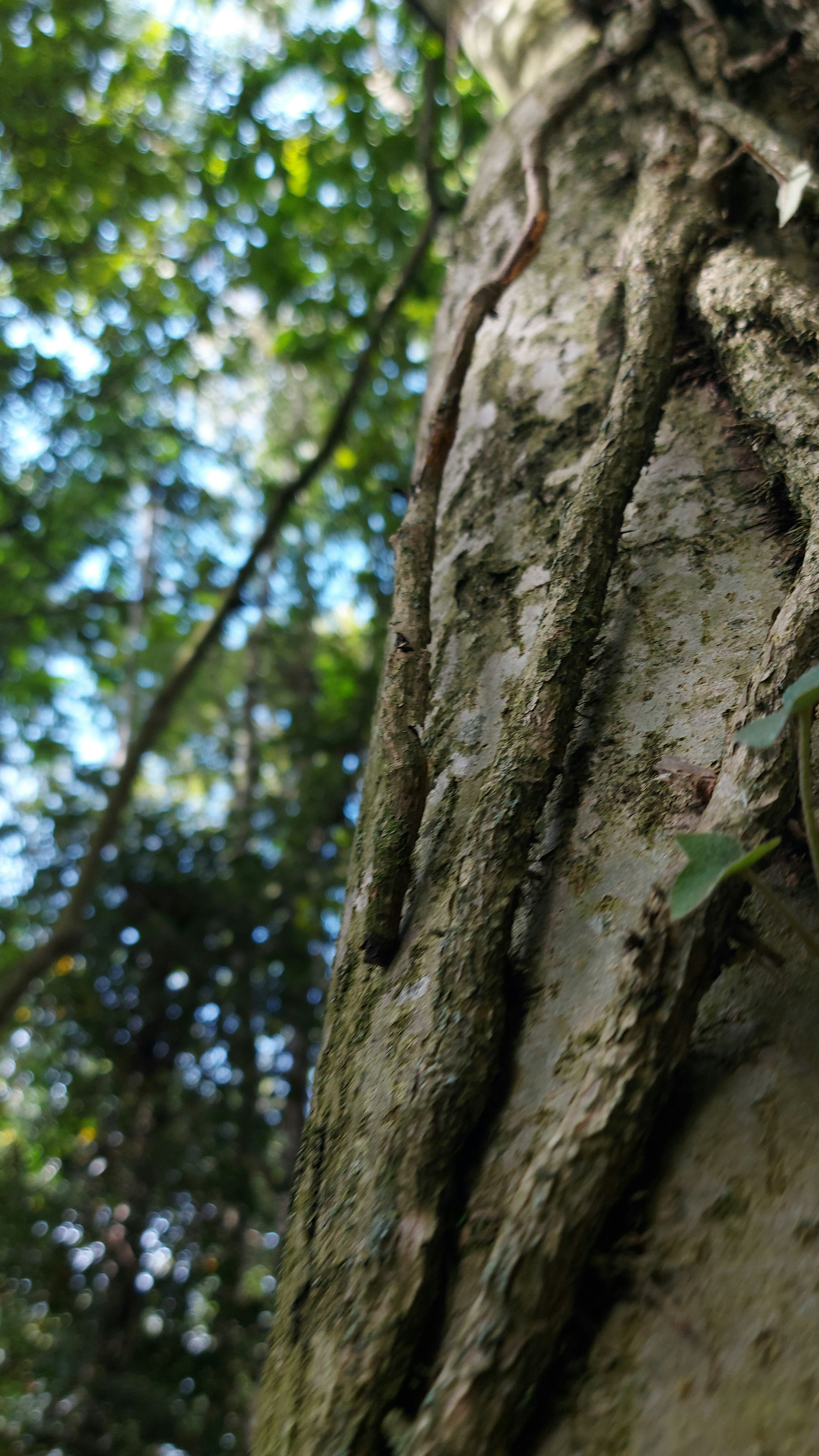 Close Up of Tree Trunk in Forest