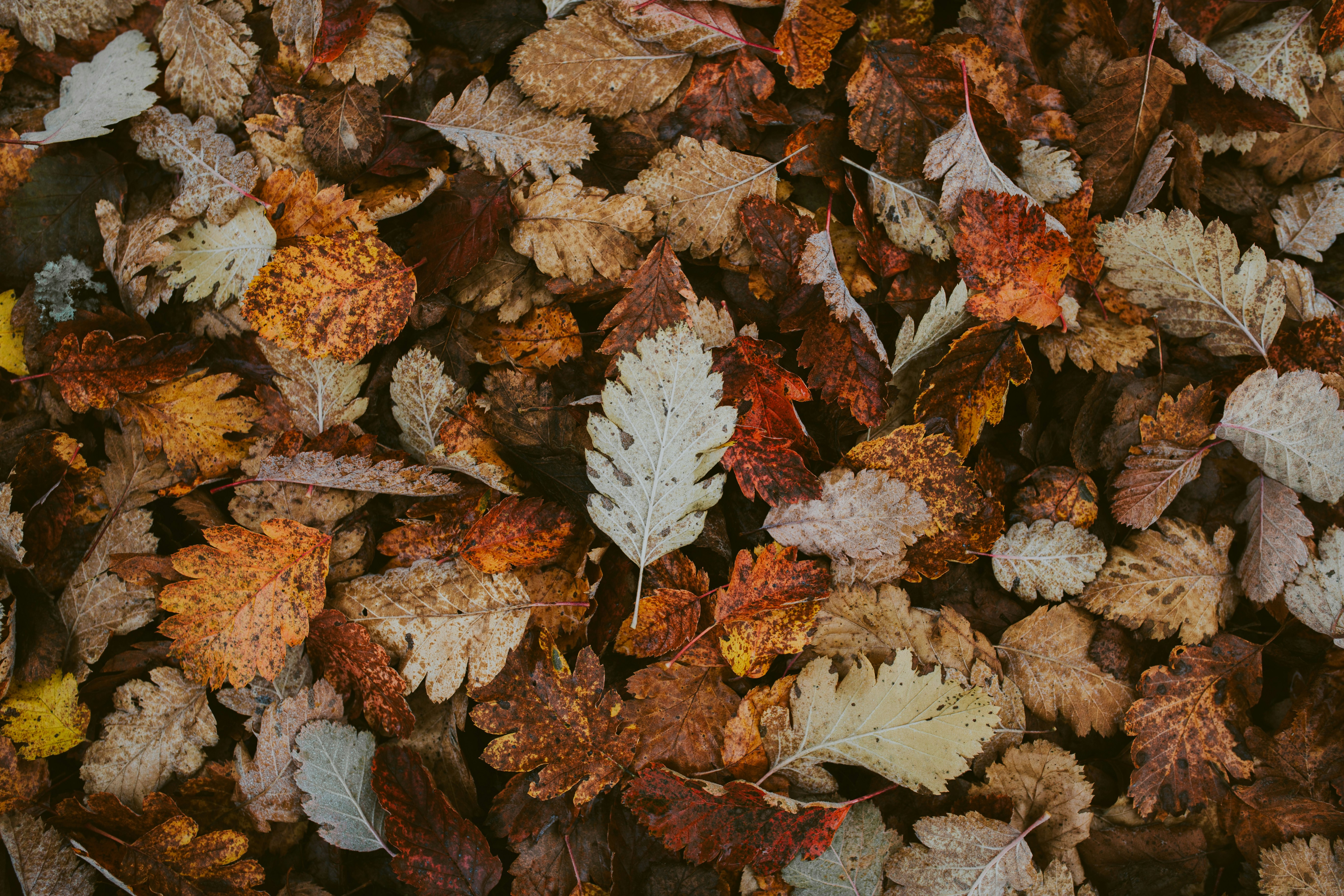 Fallen Autumn Leaves