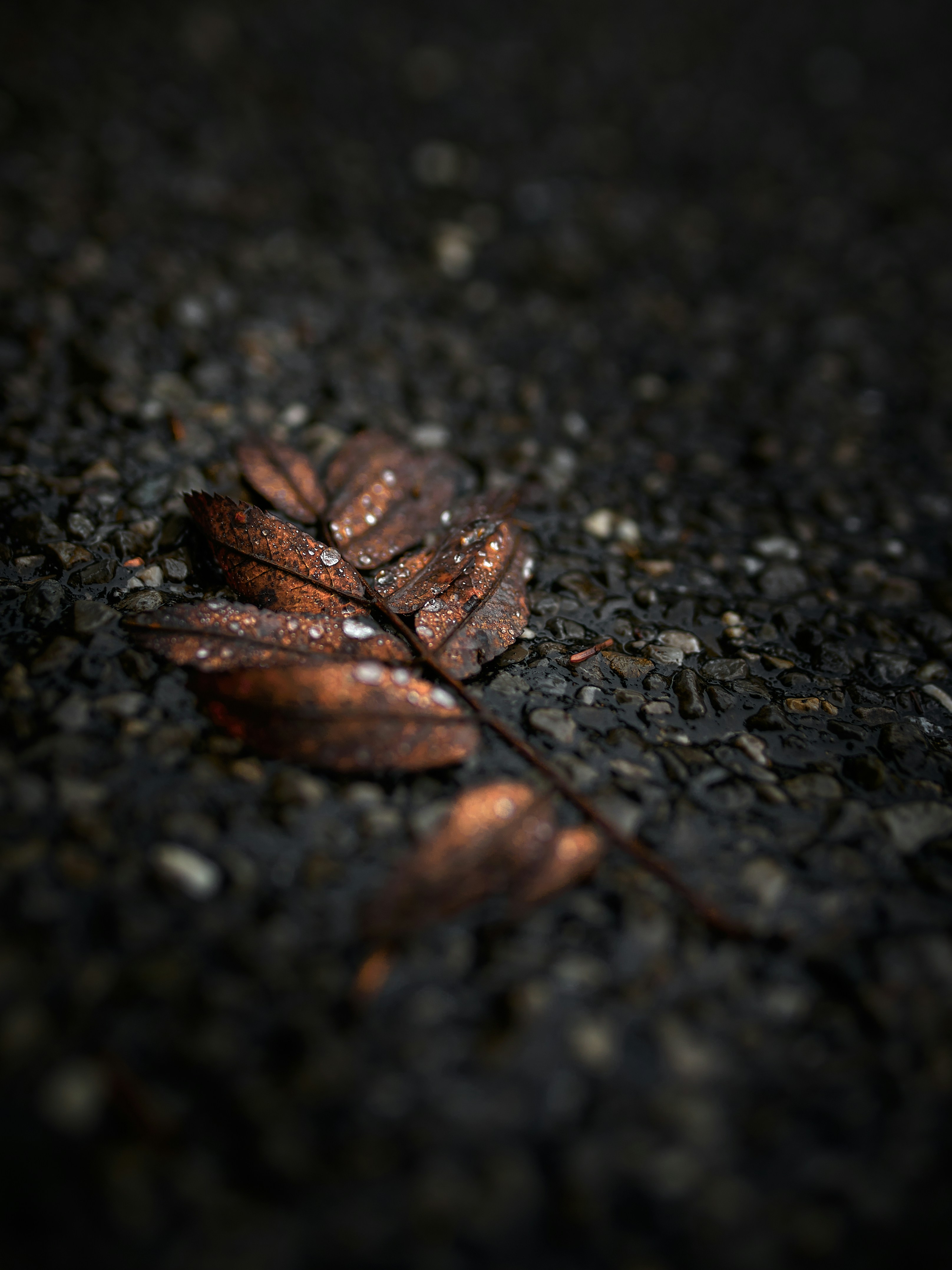 Fallen Leaf with Dewdrops on Asphalt