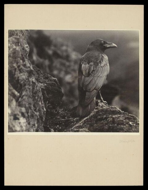 Vintage Photo of Crow Perched on Rock