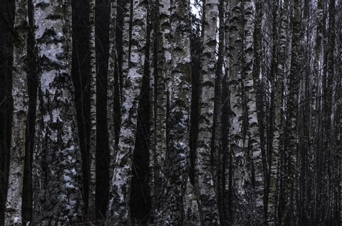 Winter Birch Forest