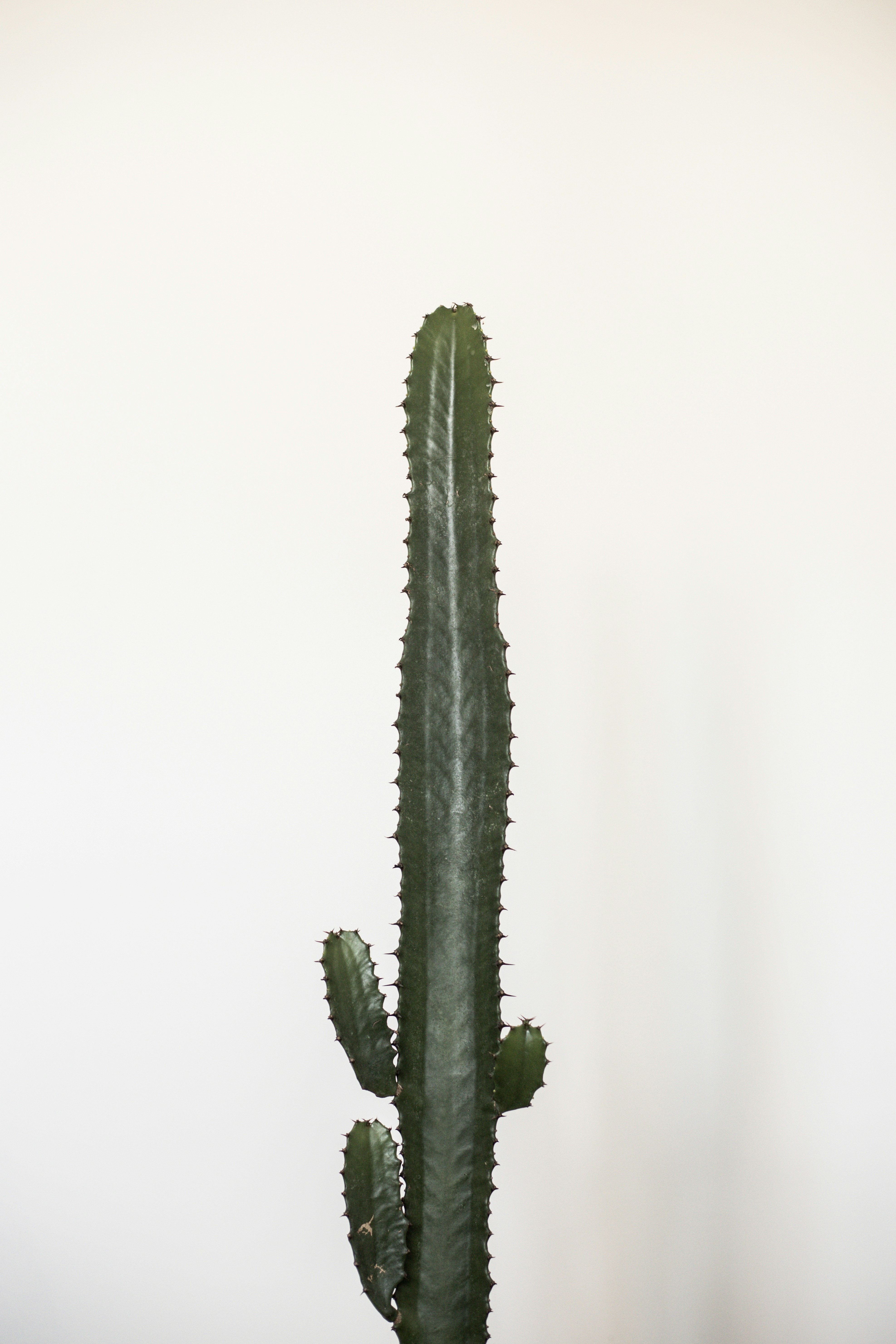 Single Stem Cactus on Plain White Background