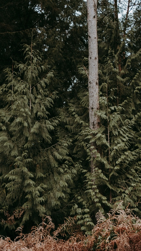 Dense Evergreen Forest Interior