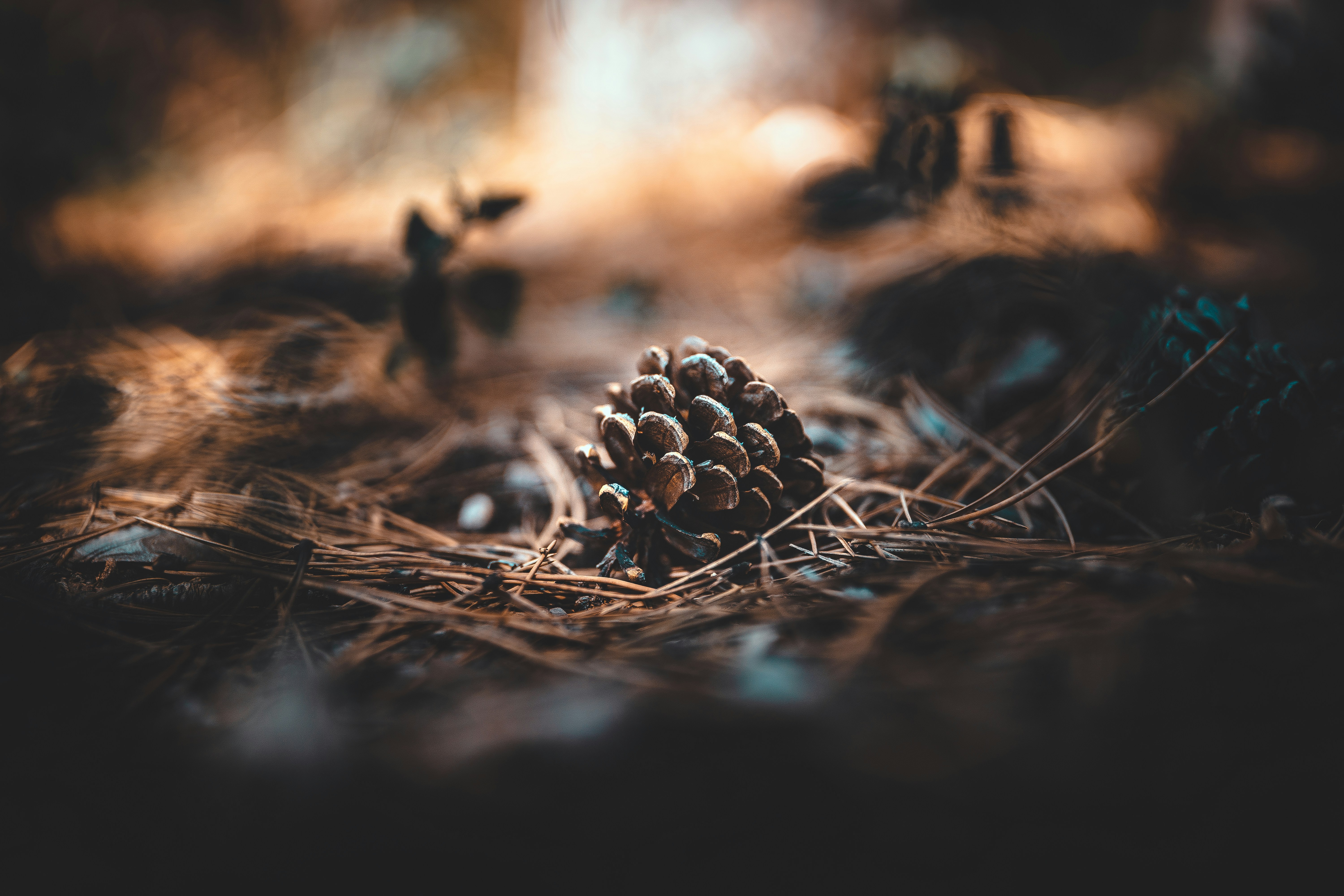 Pine Cone on Forest Ground
